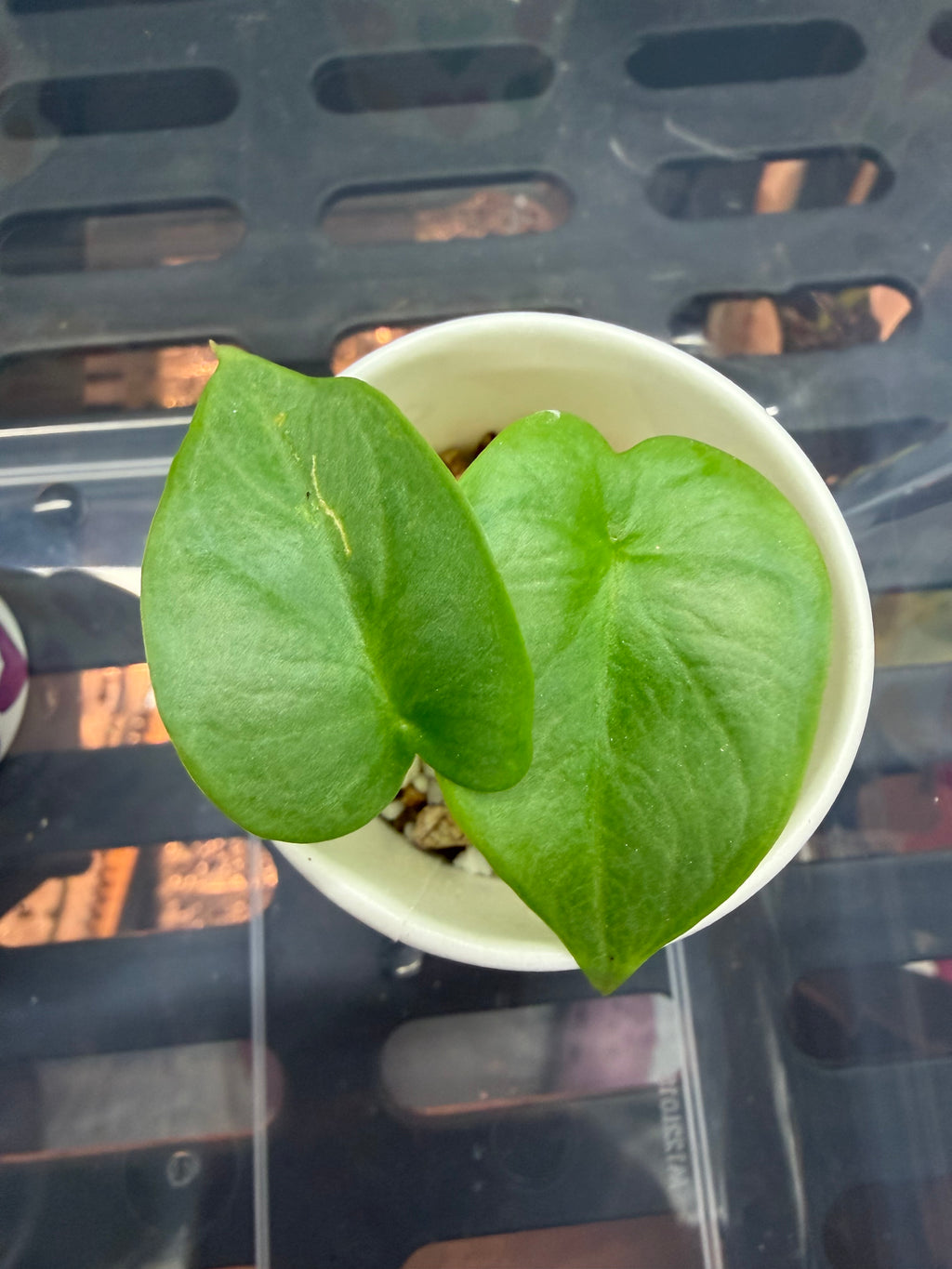 Alocasia Silver Dragon