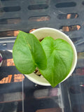 Alocasia Silver Dragon