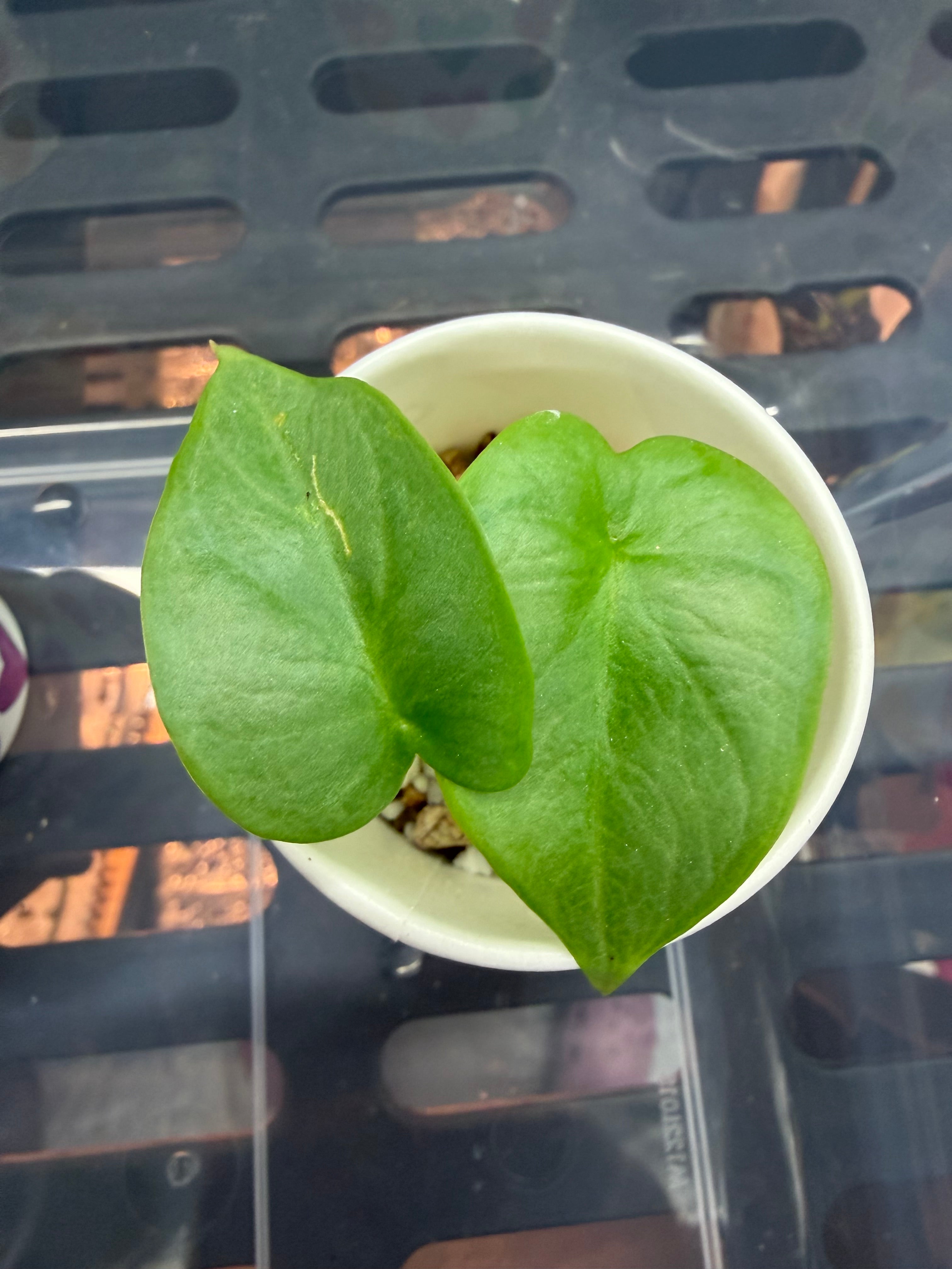 Alocasia Silver Dragon