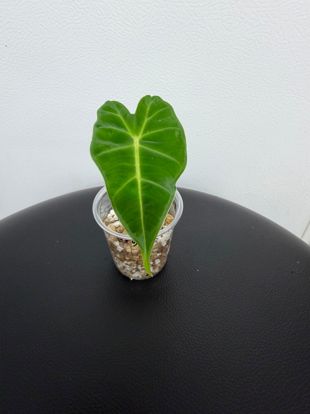 Alocasia Frydek