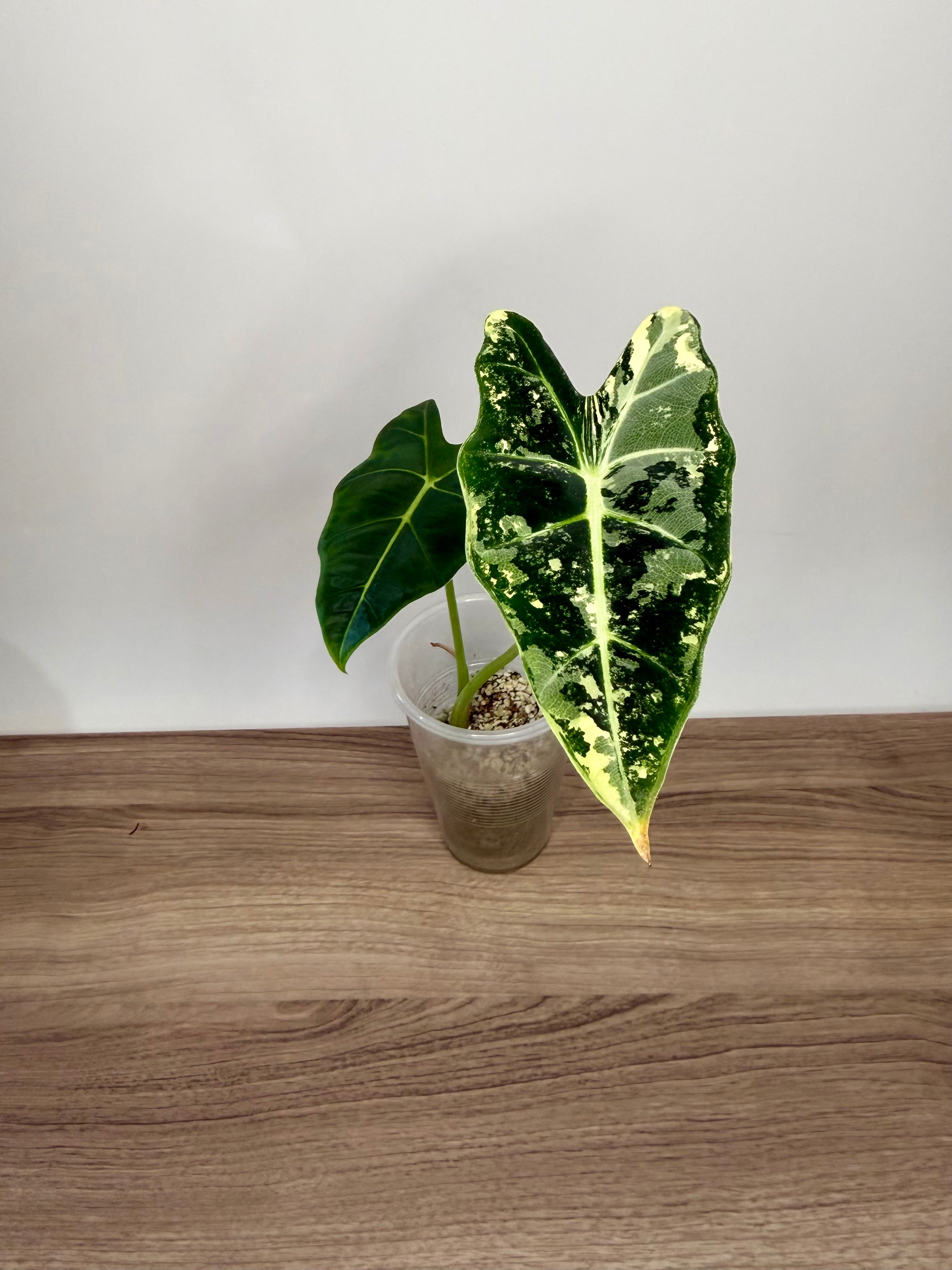 Alocasia Frydek Varigata