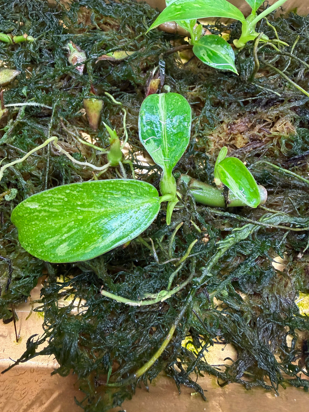 Philodendron Jose Buono Variegated