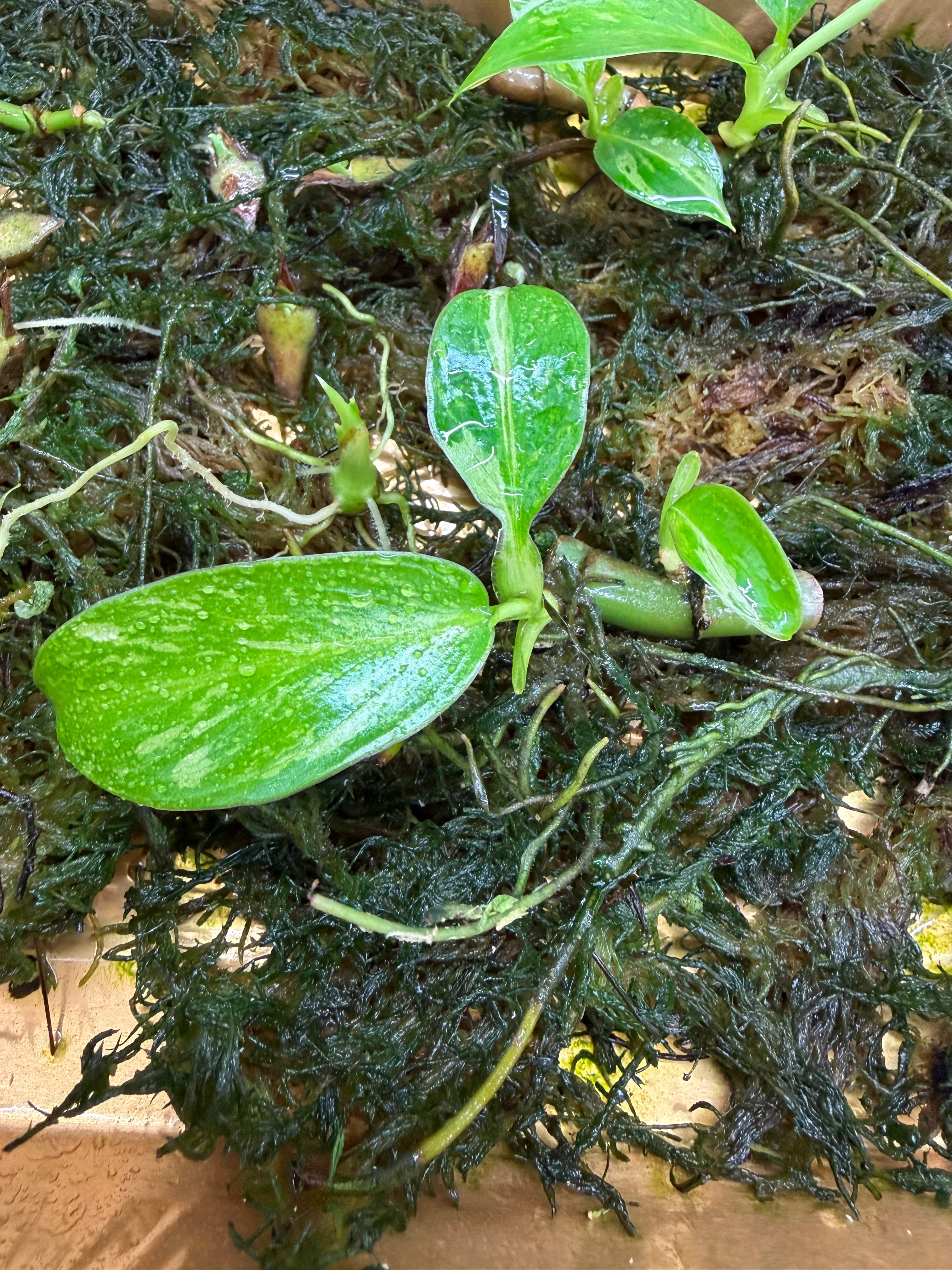 Philodendron Jose Buono Variegated
