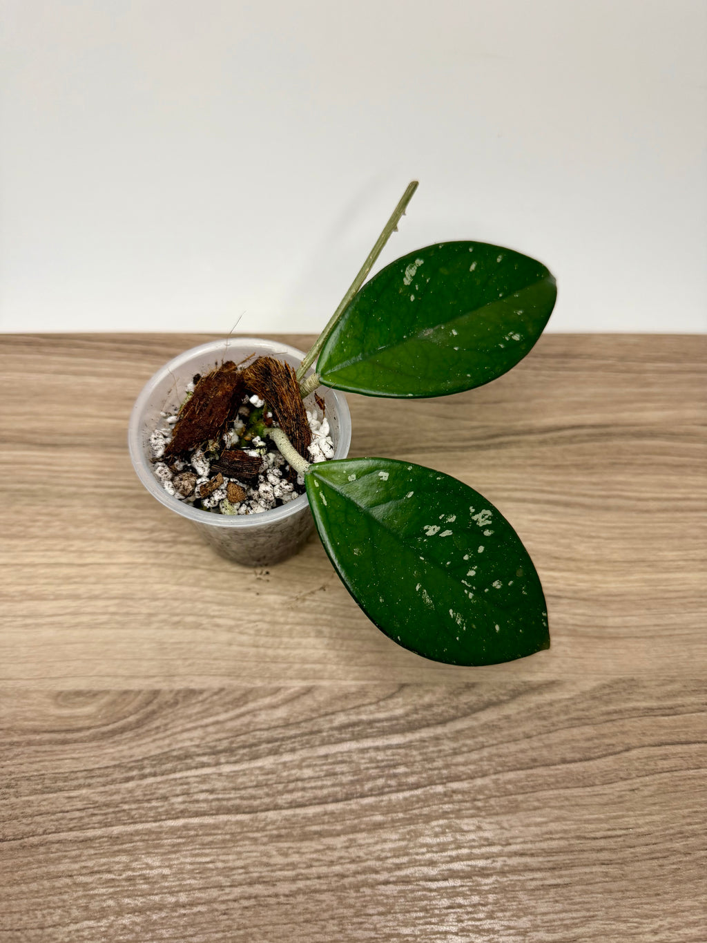 Hoya Carnosa