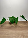 Anthurium Andraeanum – Flamant Rose