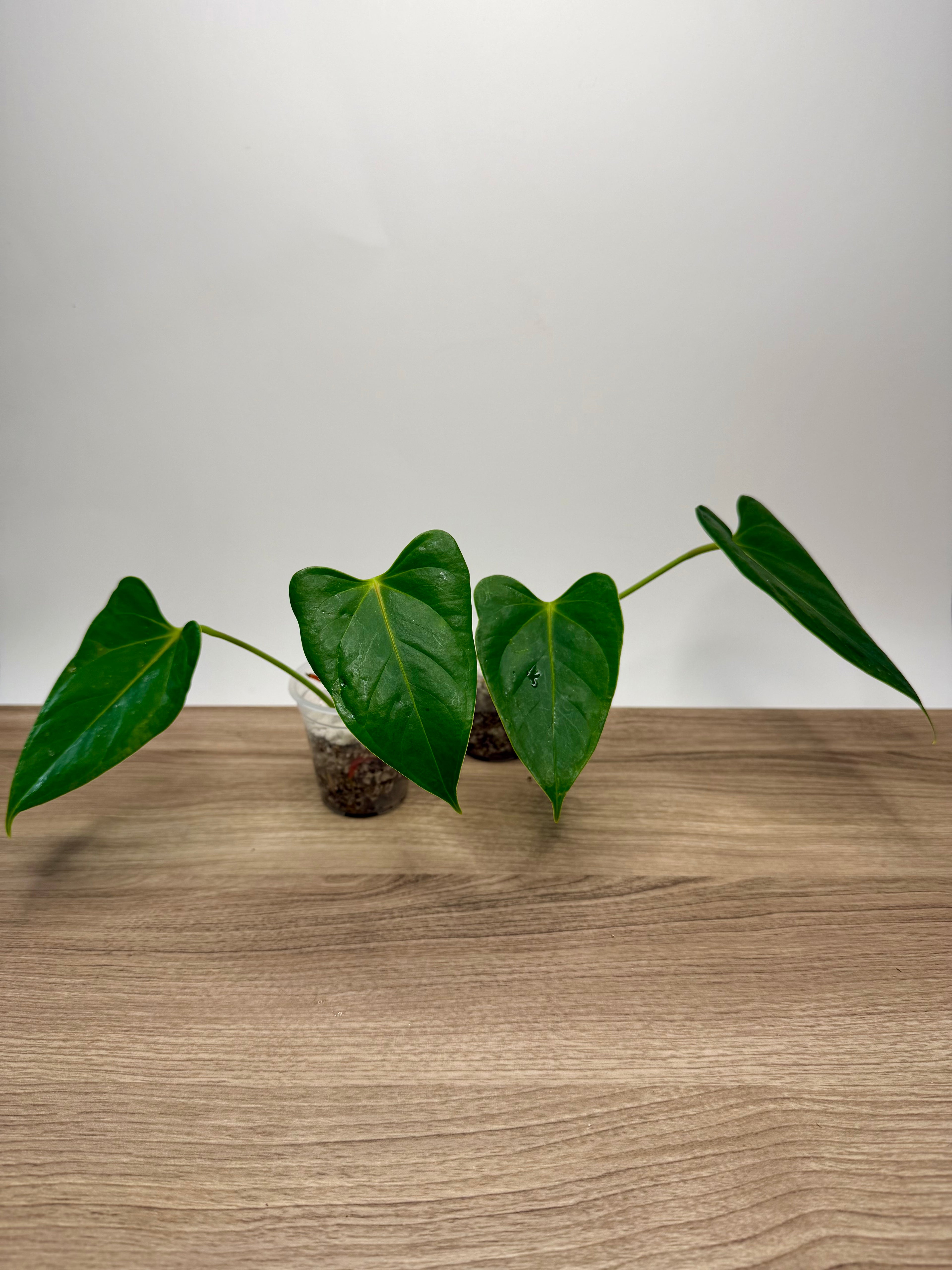 Anthurium Andraeanum – Flamant Rose