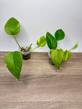 Pothos Golden