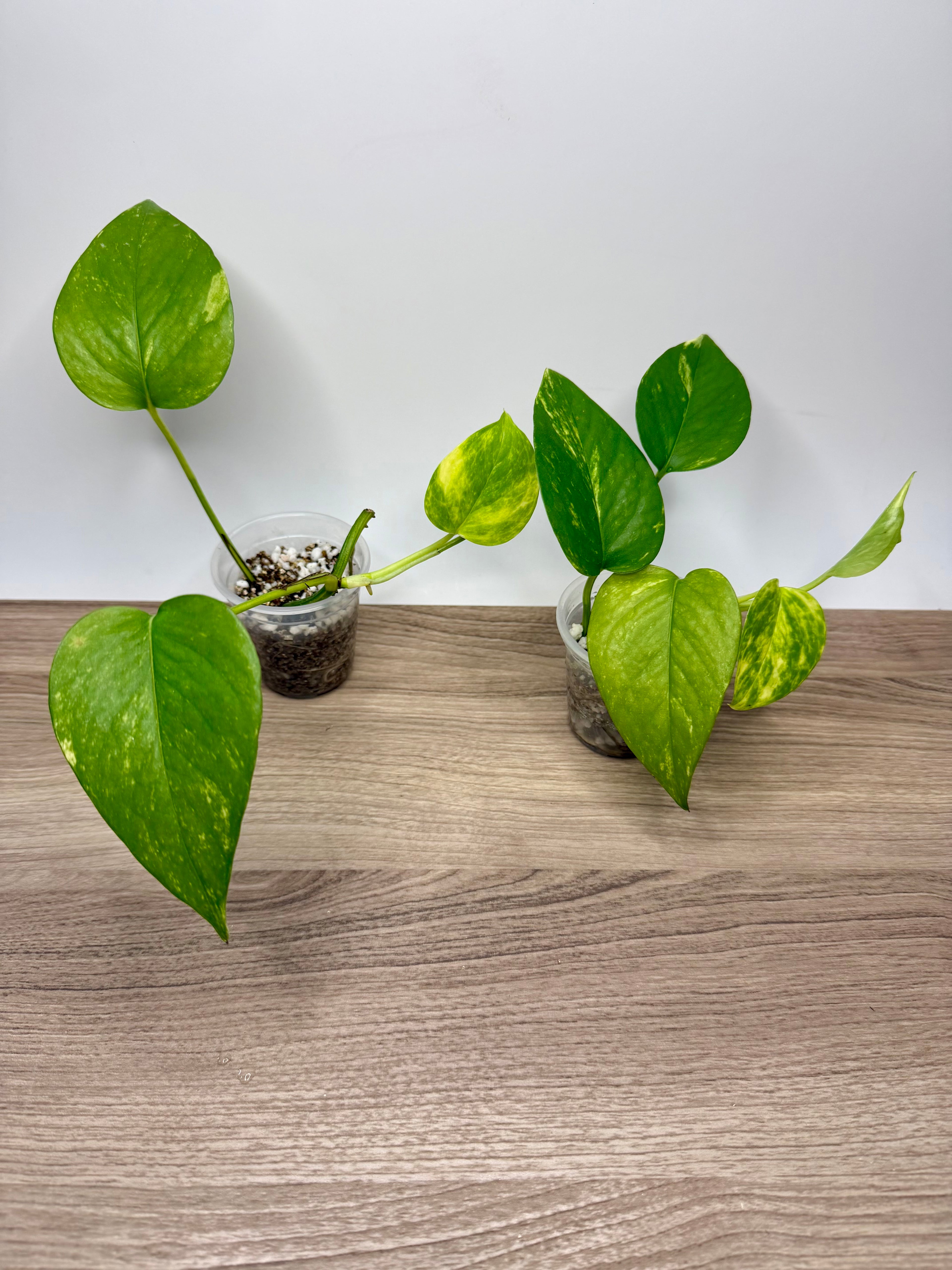 Pothos Golden