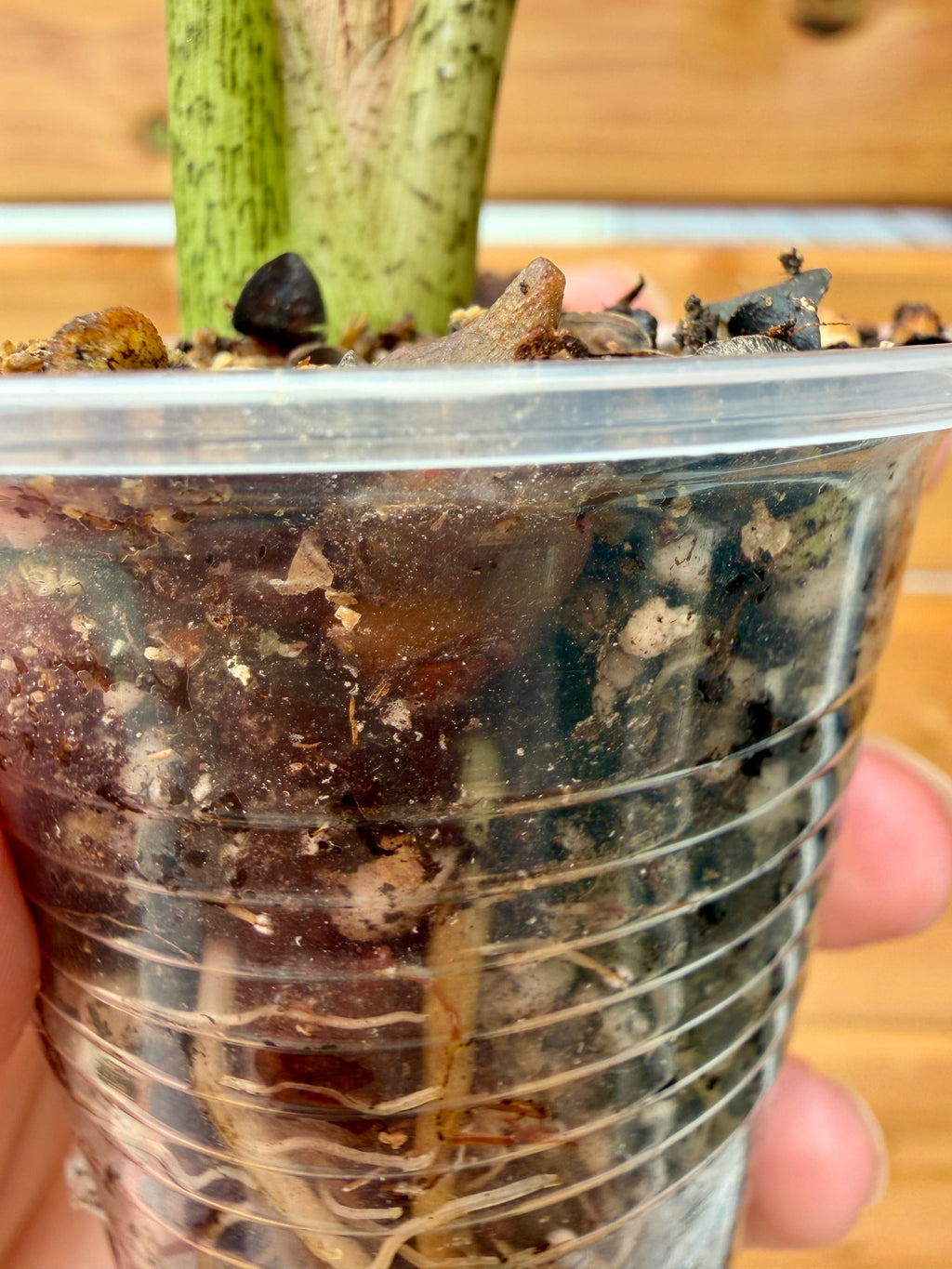 Alocasia Longiloba Albo *Corming size*