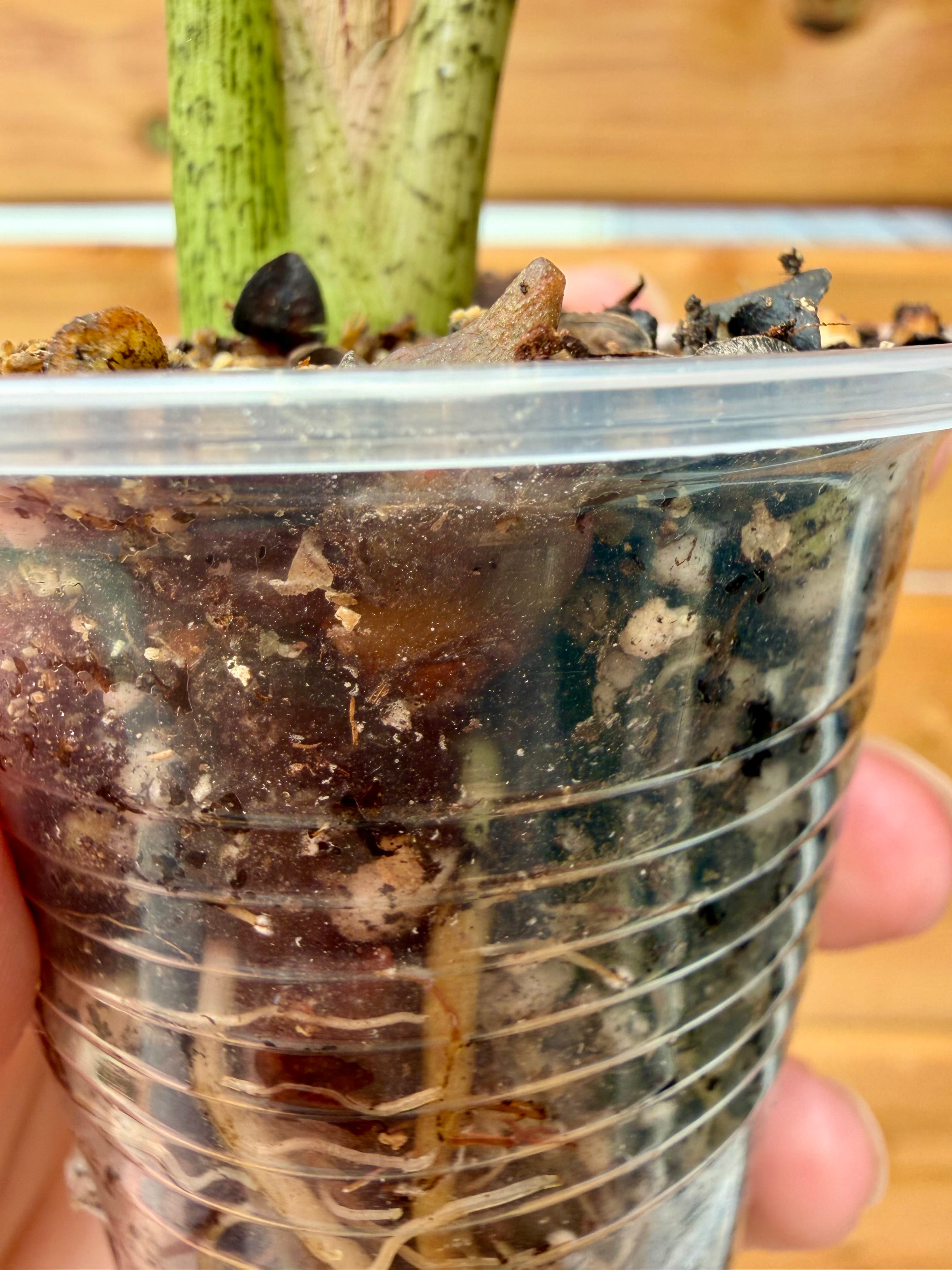 Alocasia Longiloba Albo *Corming size*