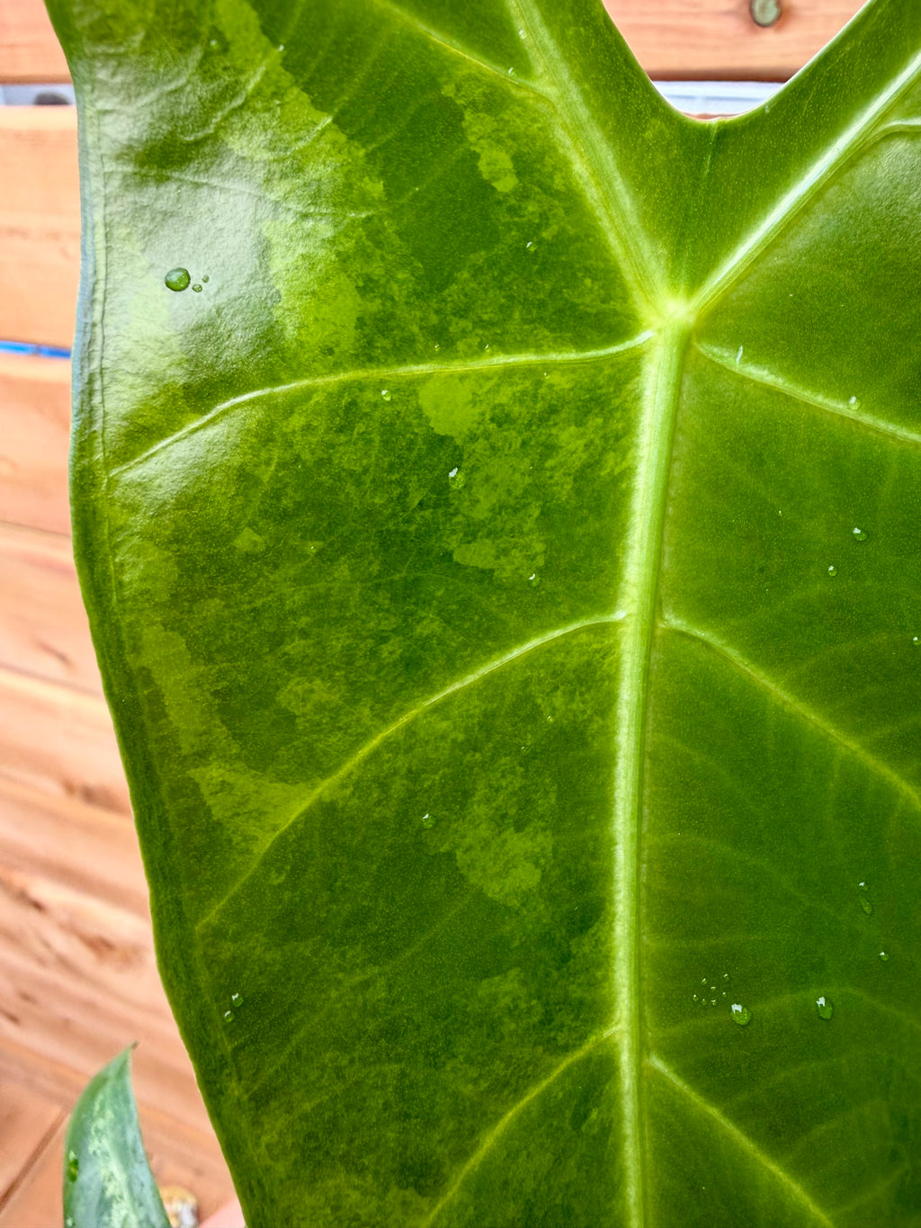 Alocasia Longiloba Albo *Corming size*
