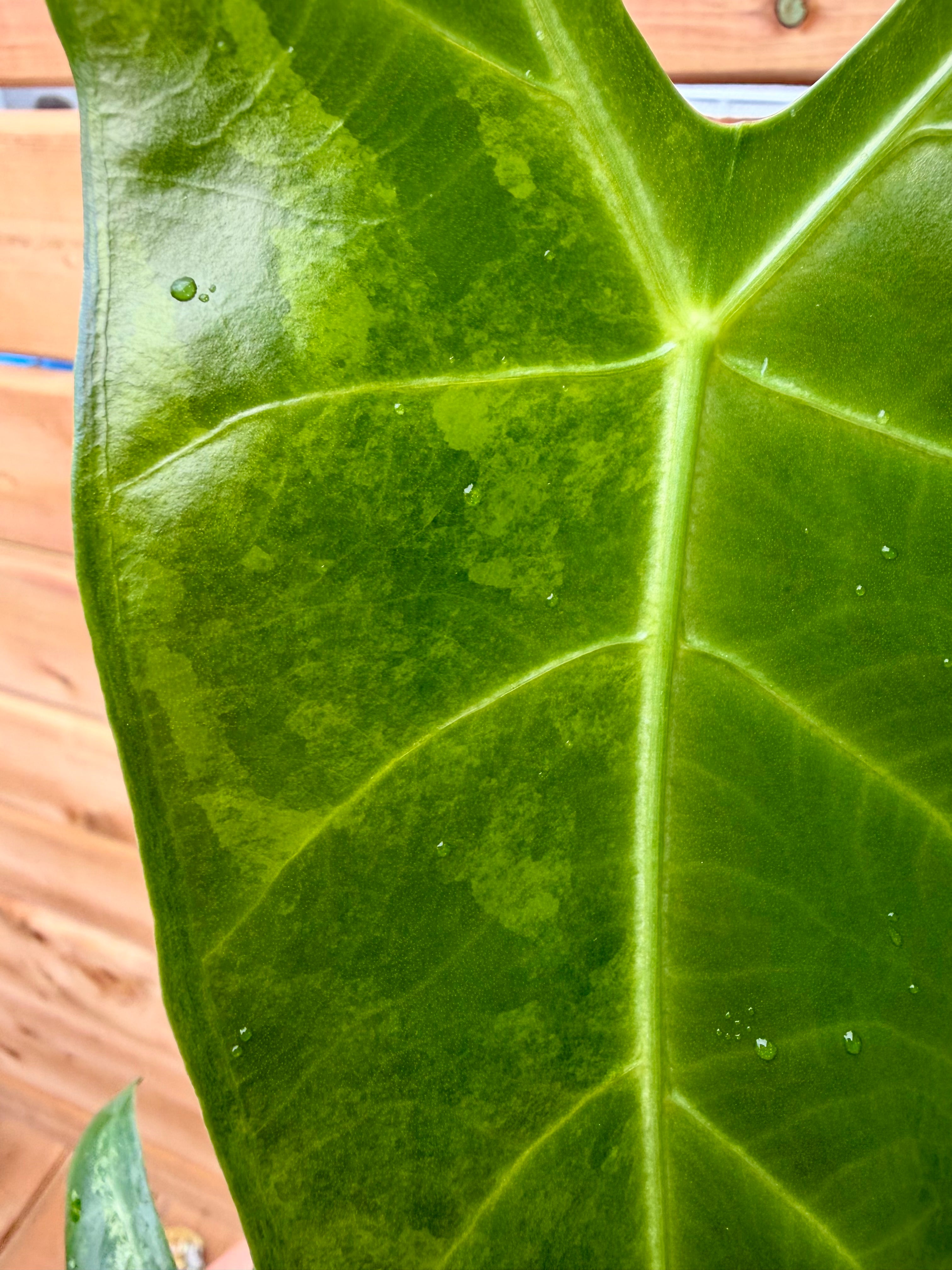 Alocasia Longiloba Albo *Corming size*