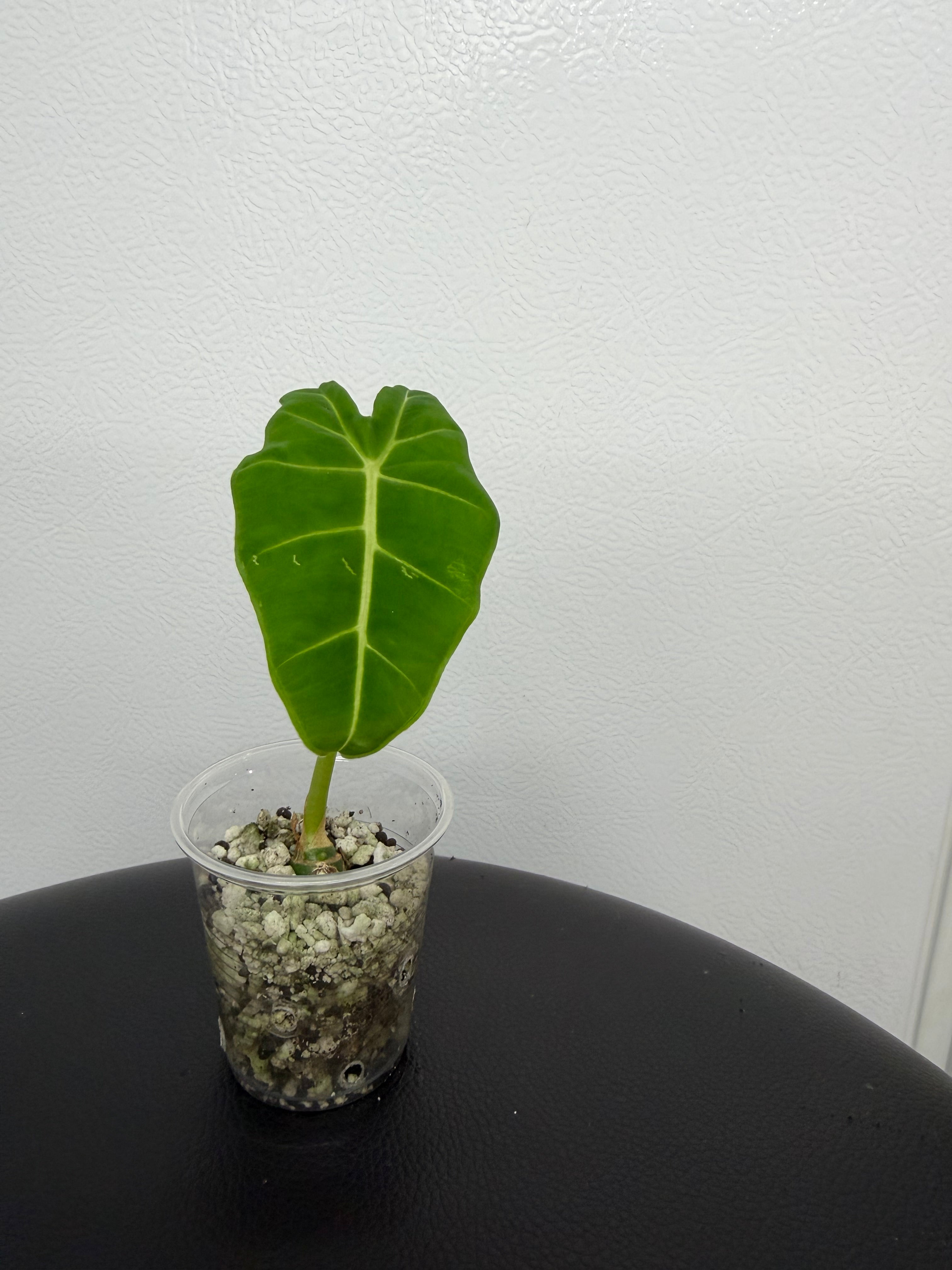 Alocasia Frydek