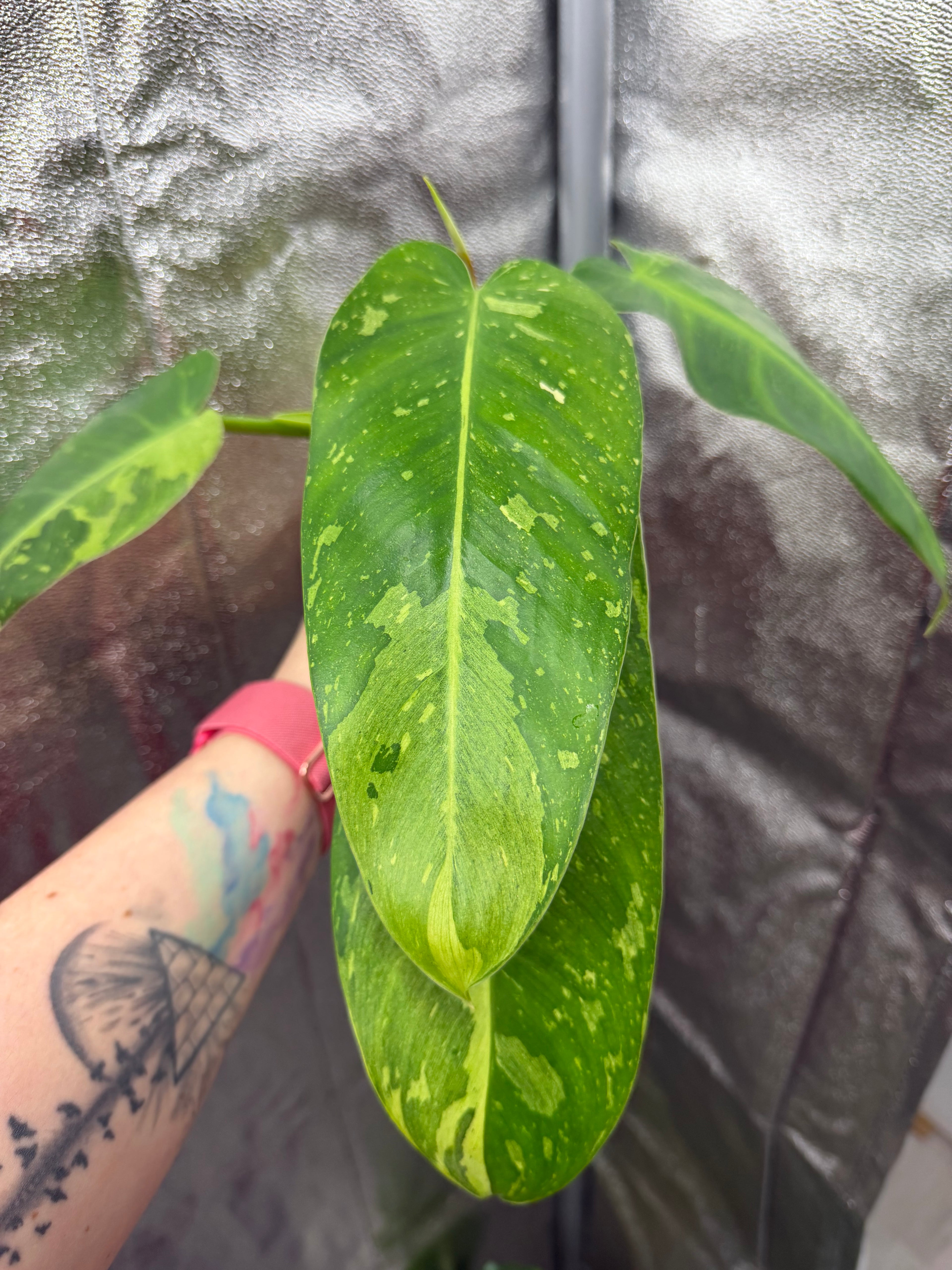 Philodendron Jose Buono Variegated