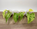 Pothos Marble Queen