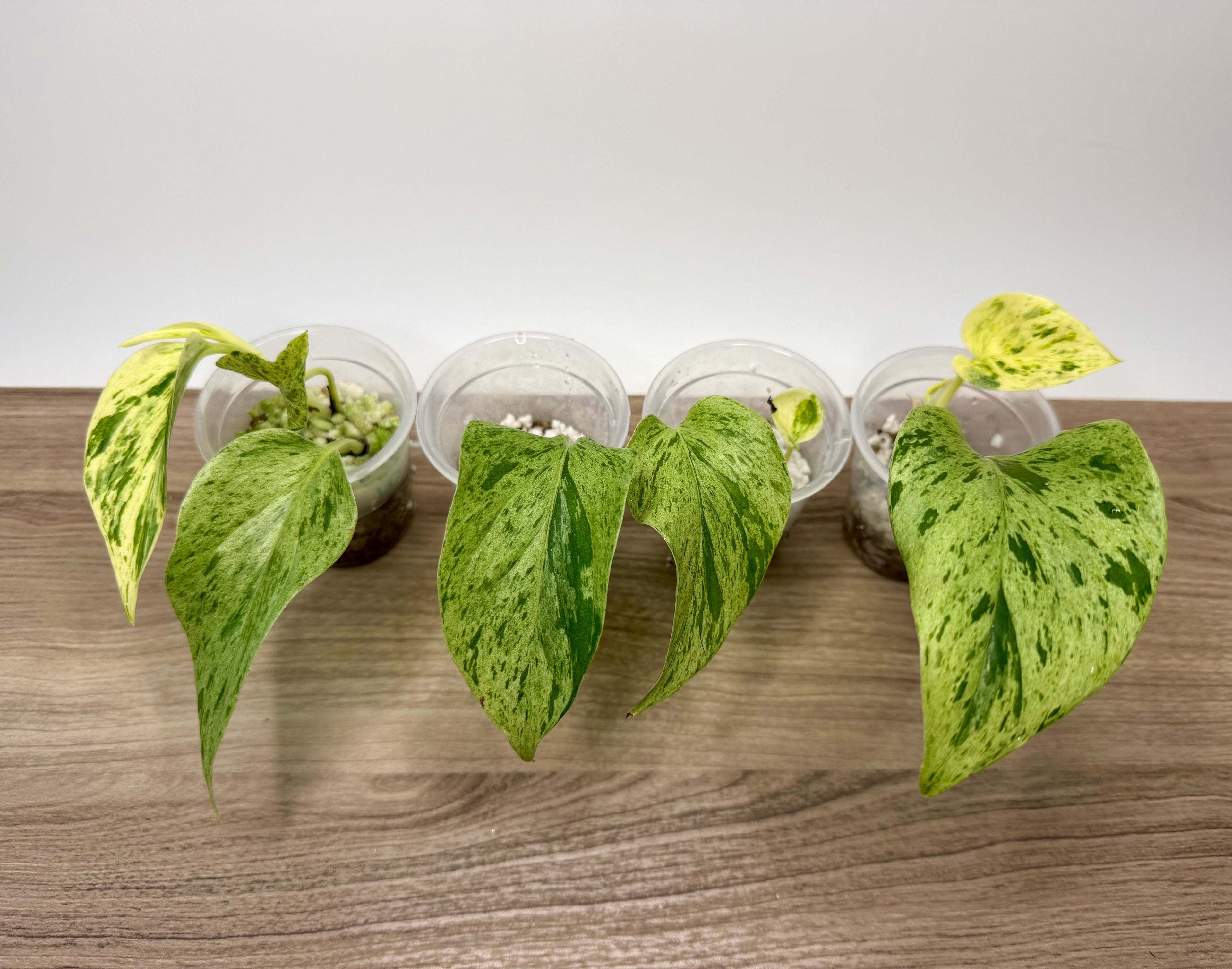 Pothos Marble Queen