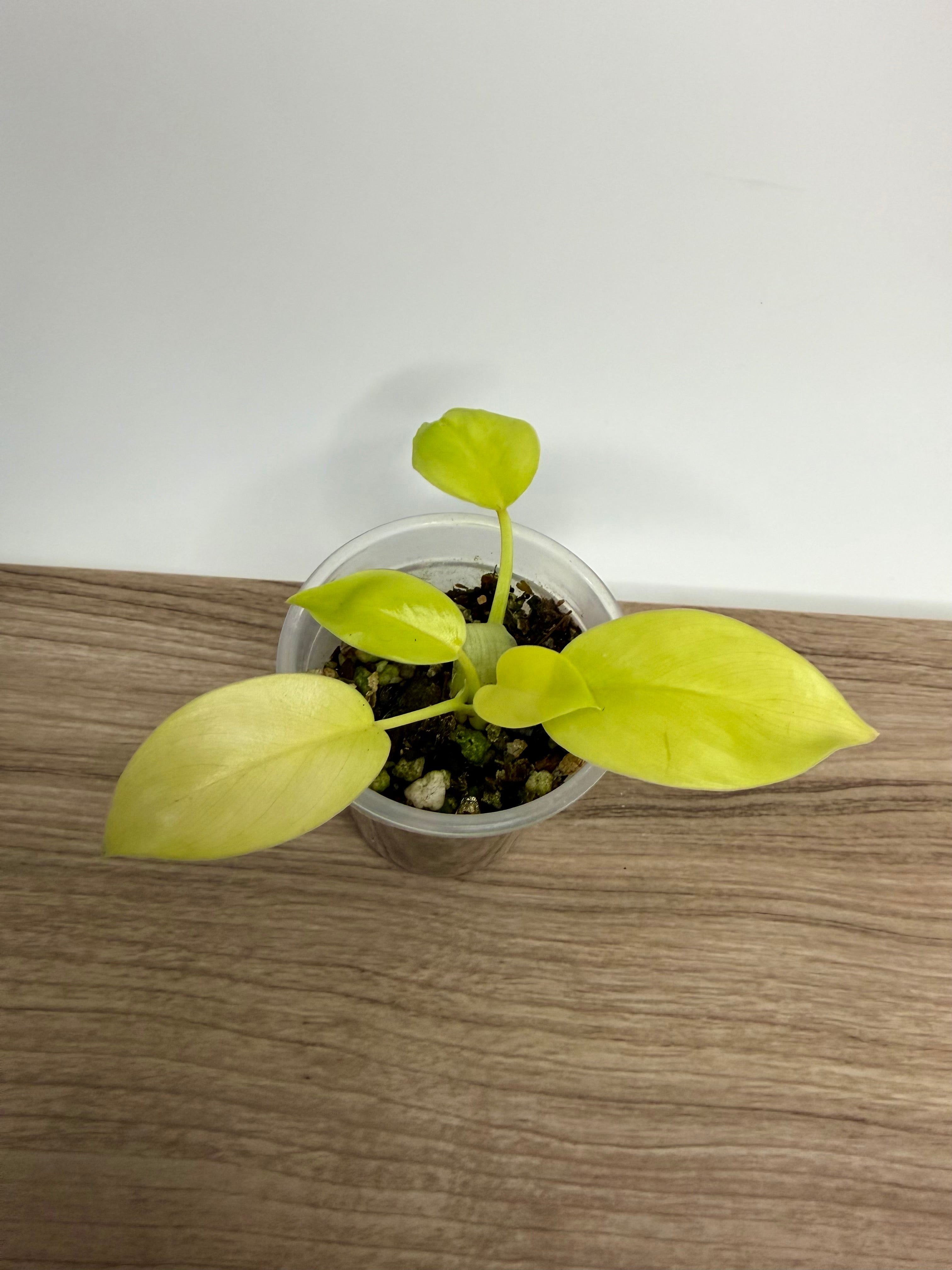 Philodendron Green Congo Nuclear