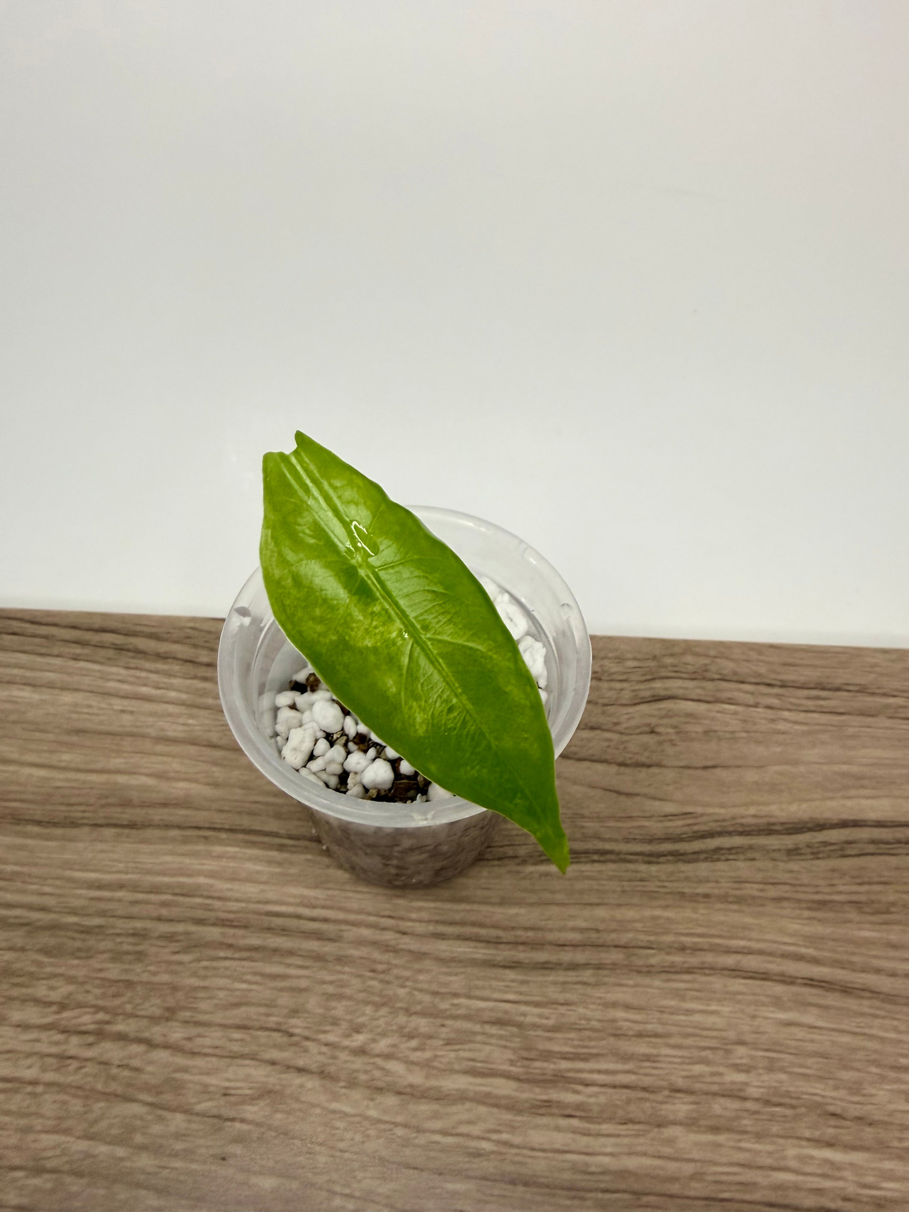 Alocasia Longiloba Albo