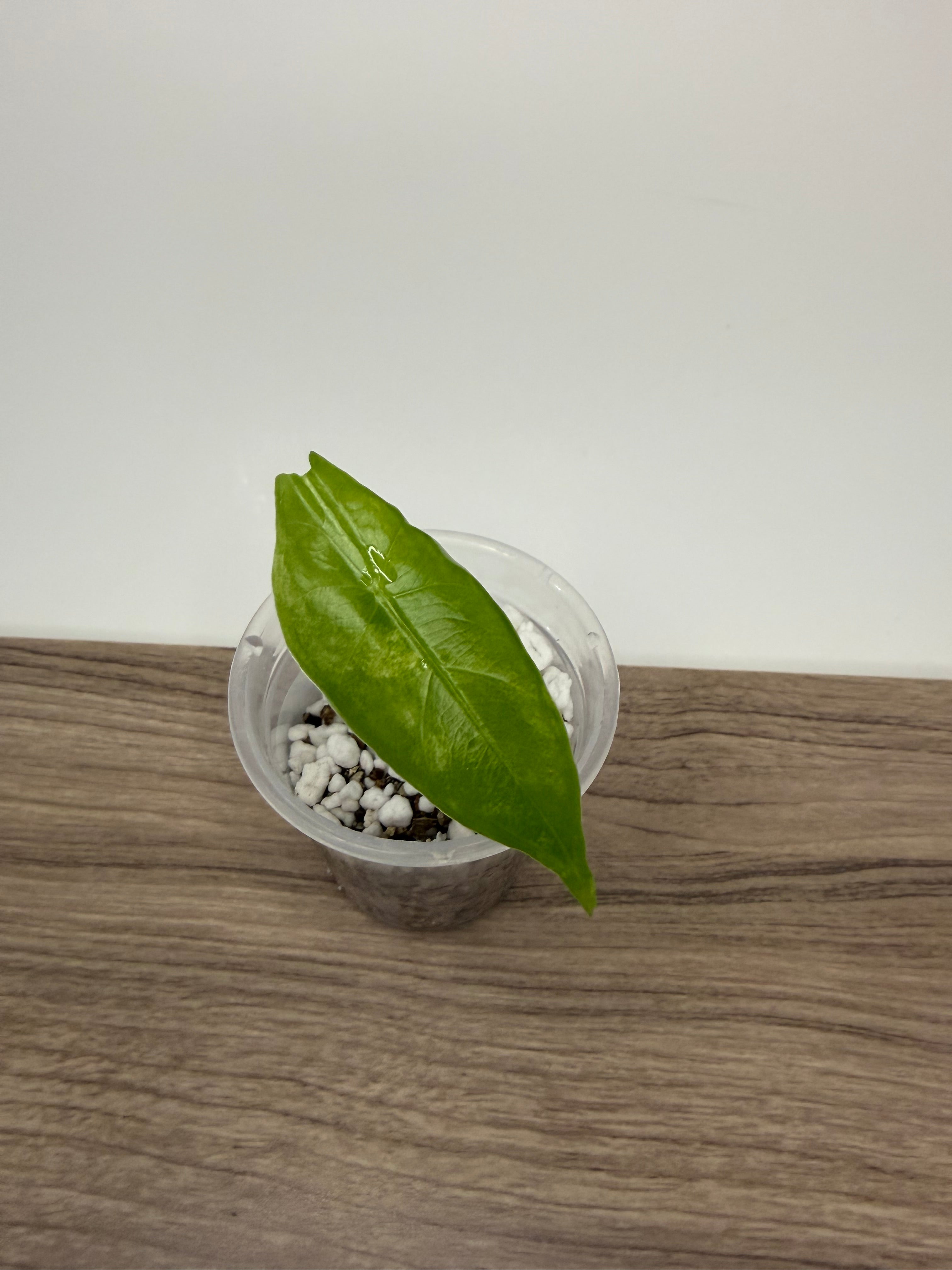 Alocasia Longiloba Albo