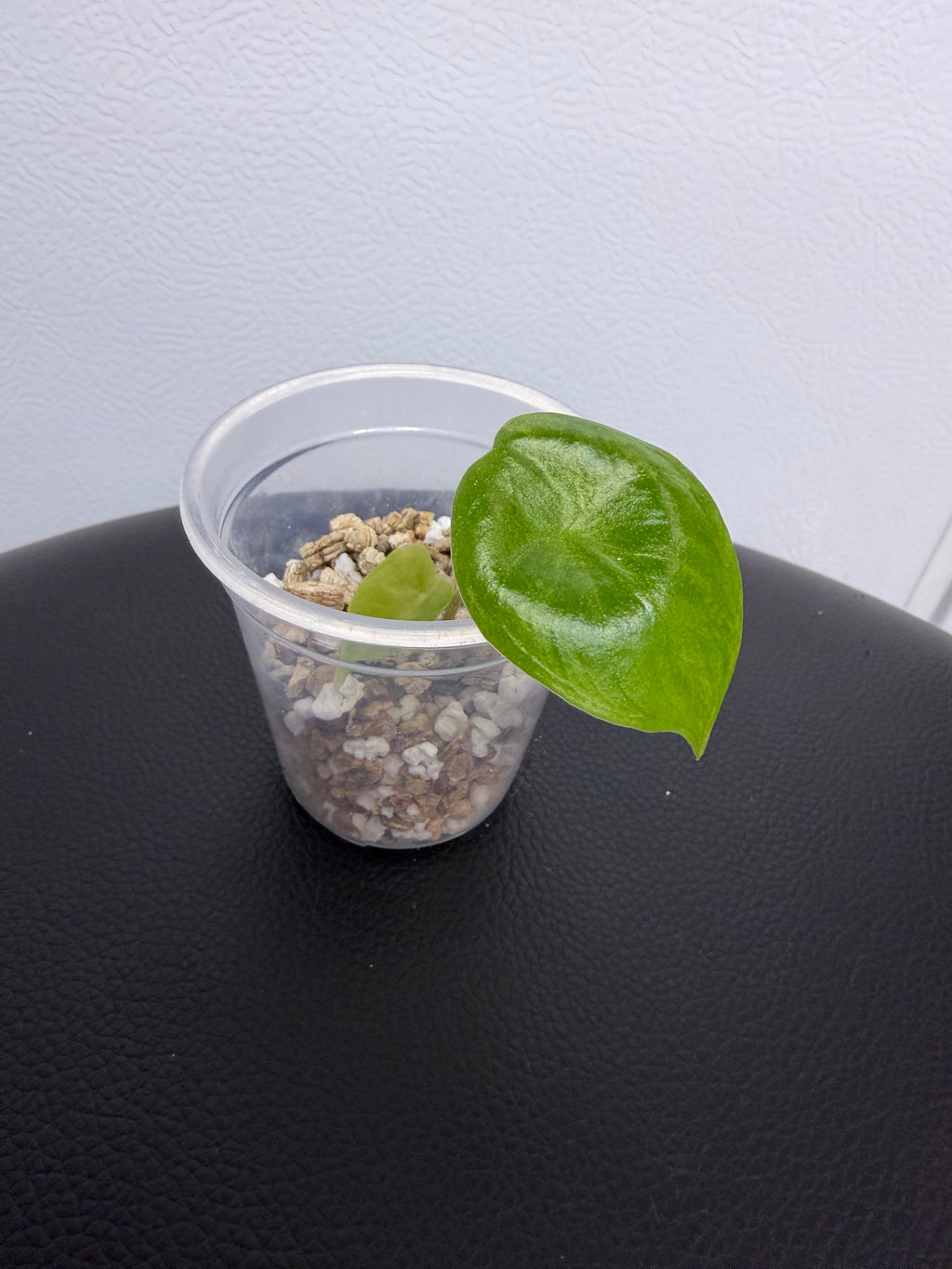 Alocasia Pink Dragon Aurea
