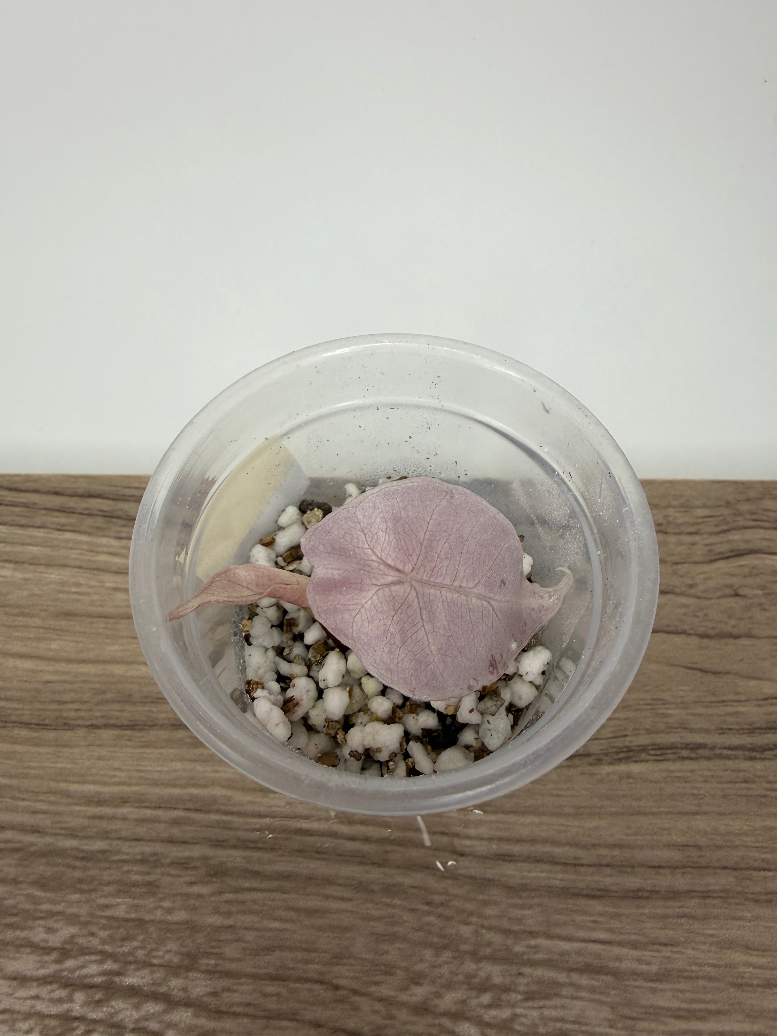 Alocasia Polly Pink