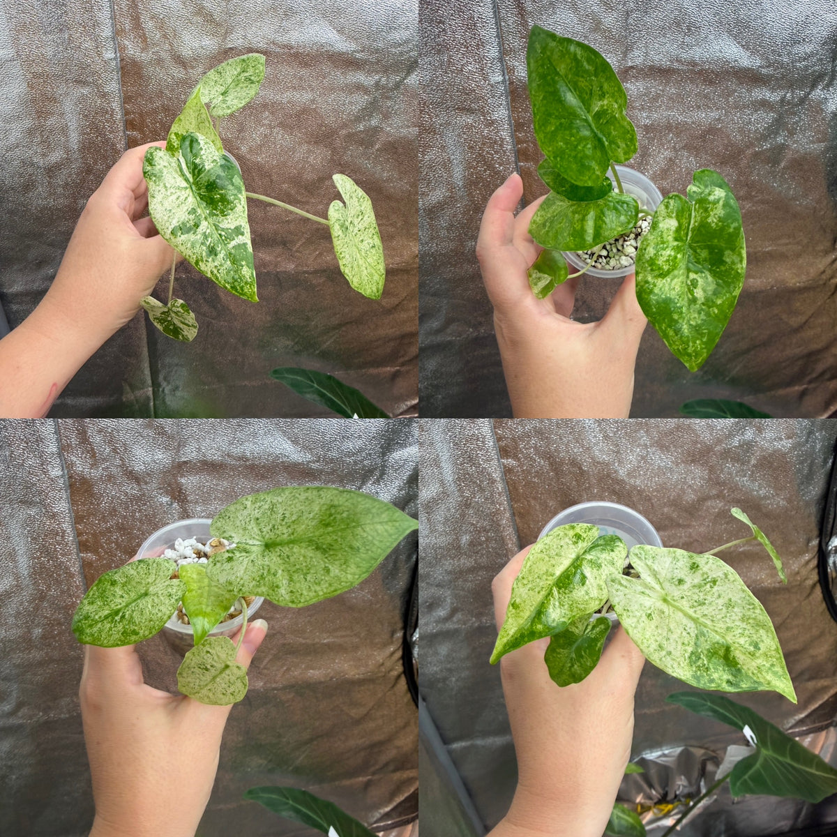 Alocasia Macrorrhiza Splash