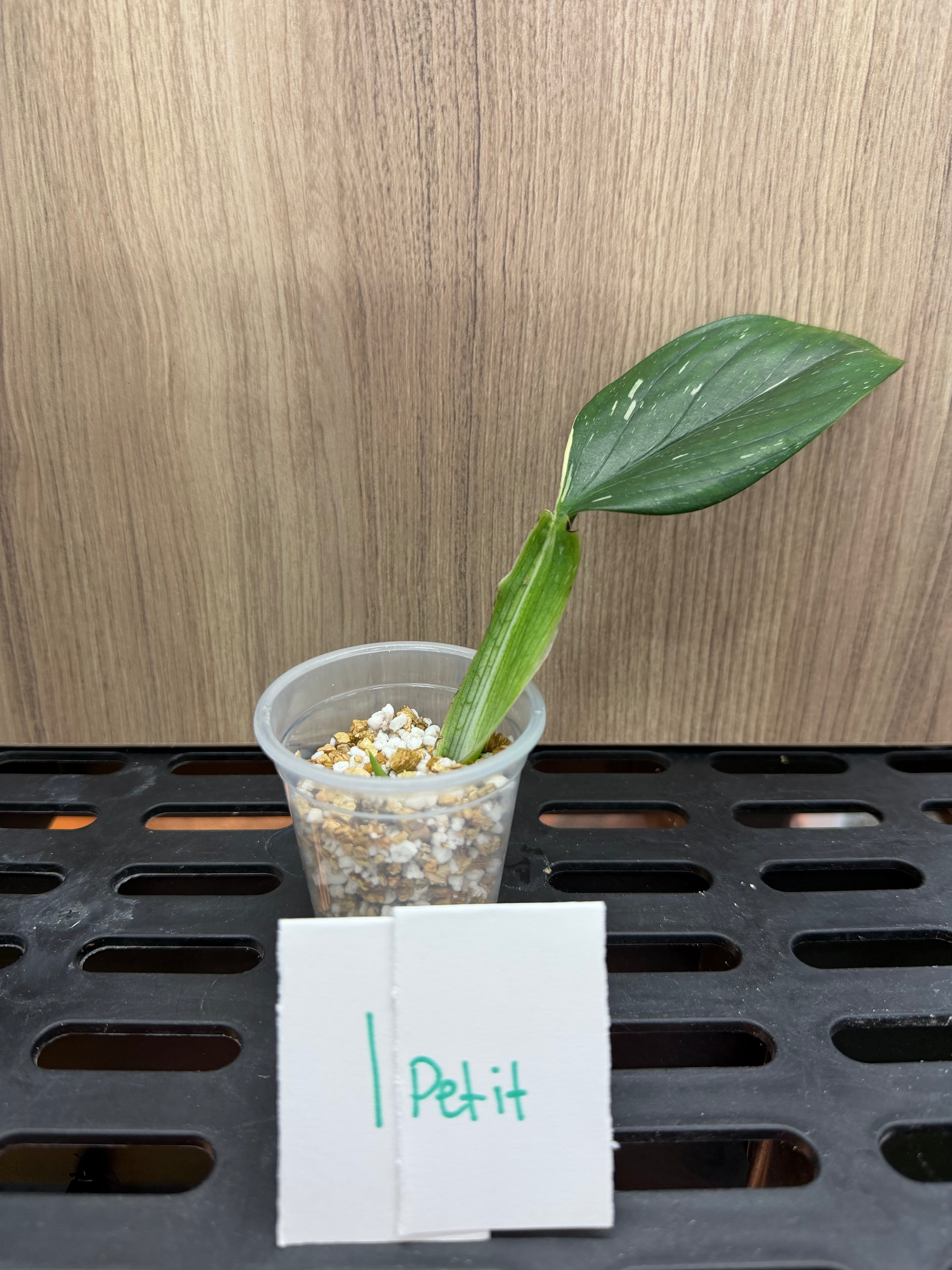 Monstera Standleyana Albo