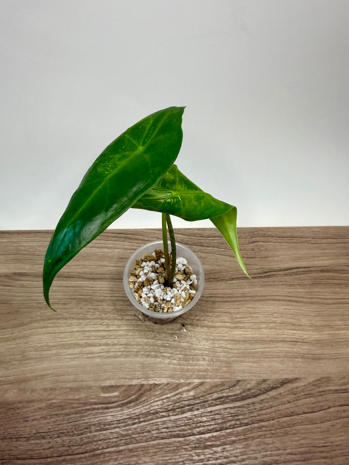 Alocasia Longiloba Albo