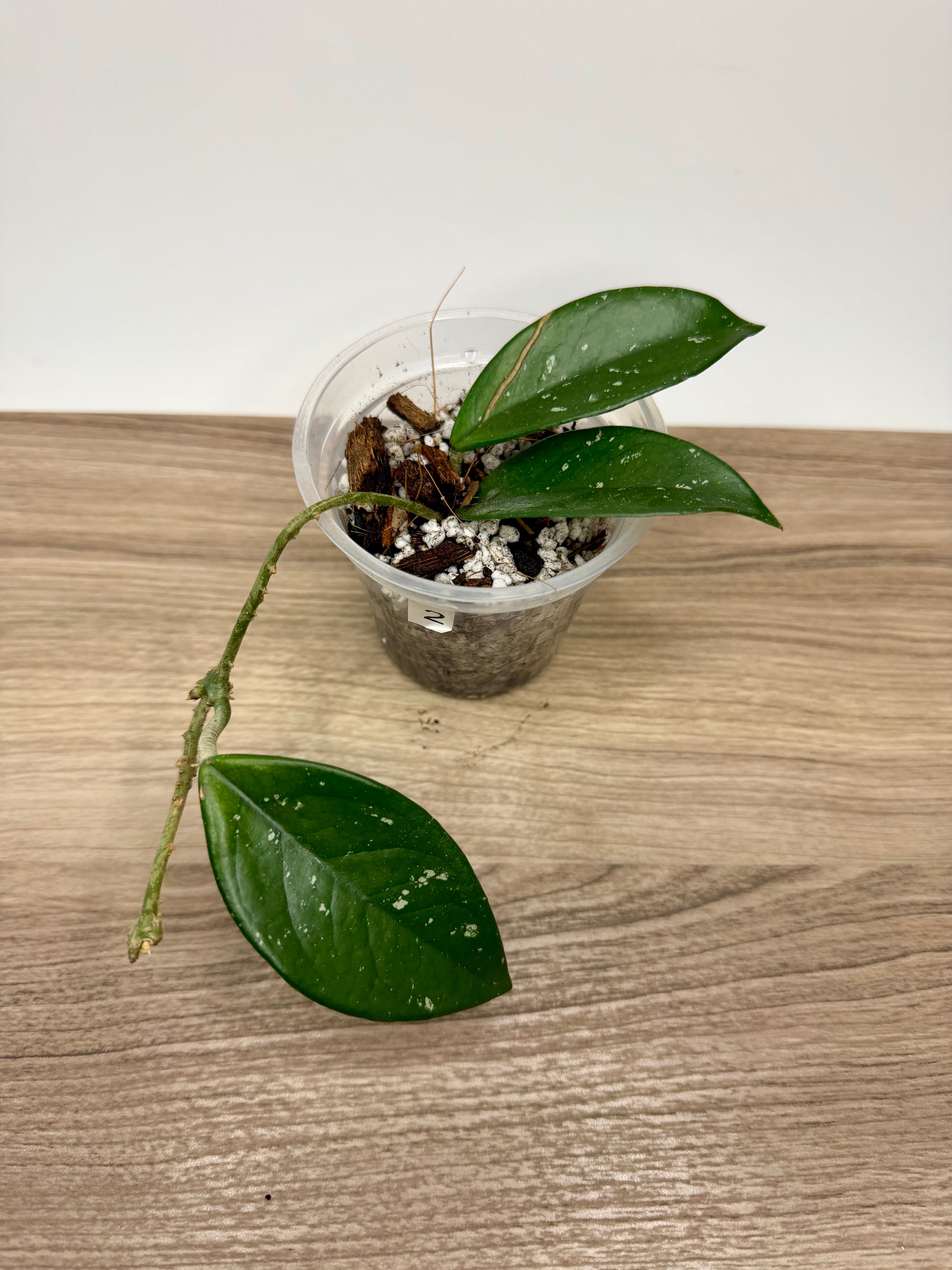 Hoya Carnosa