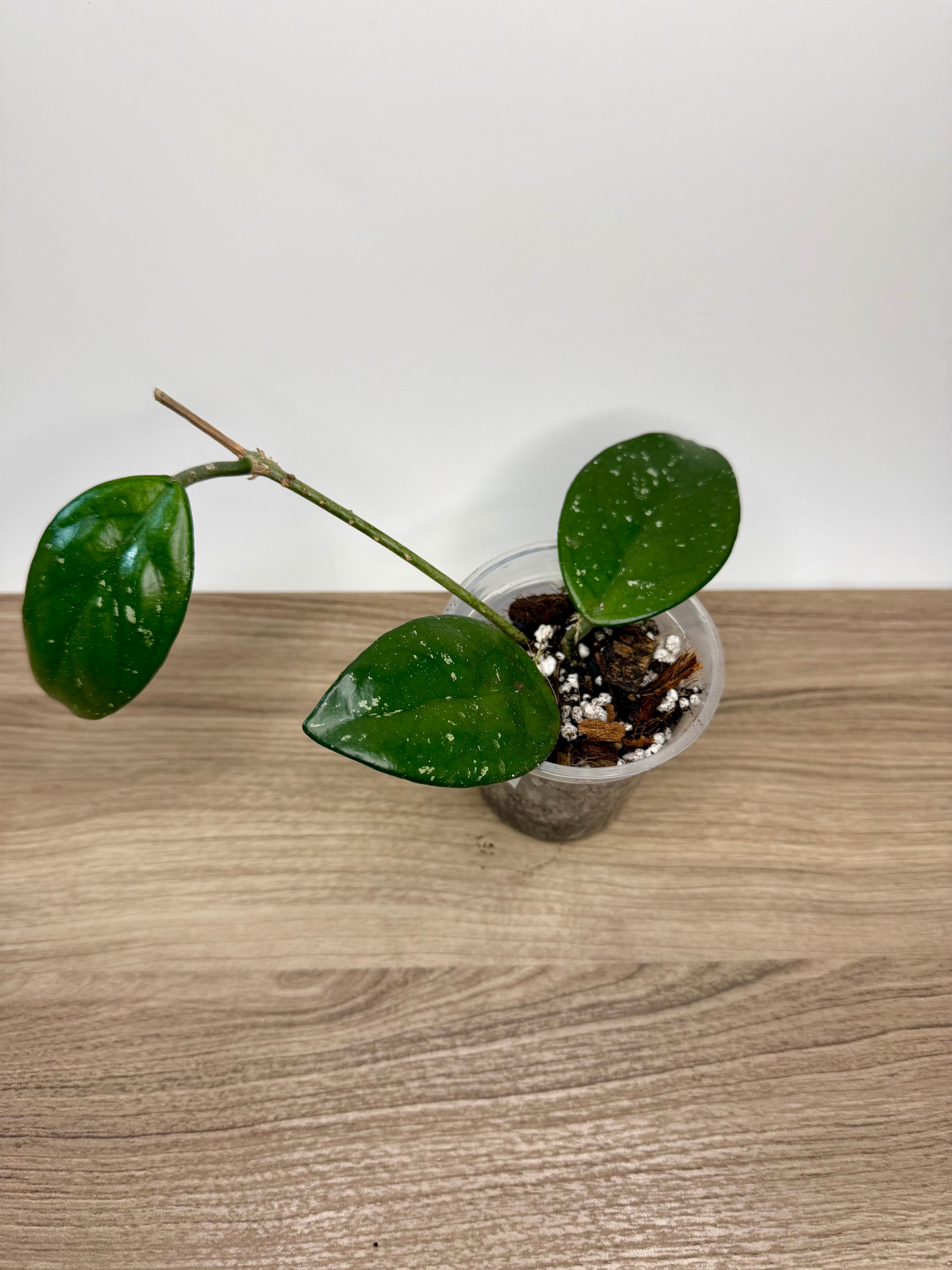 Hoya Carnosa
