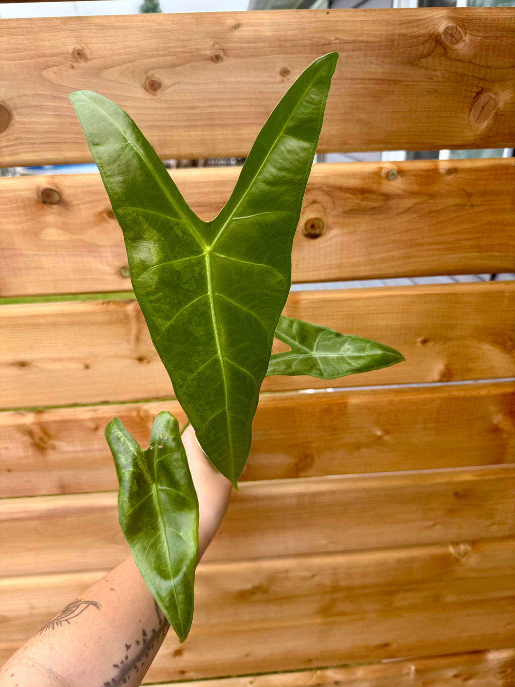 Alocasia Longiloba Albo *Corming size*