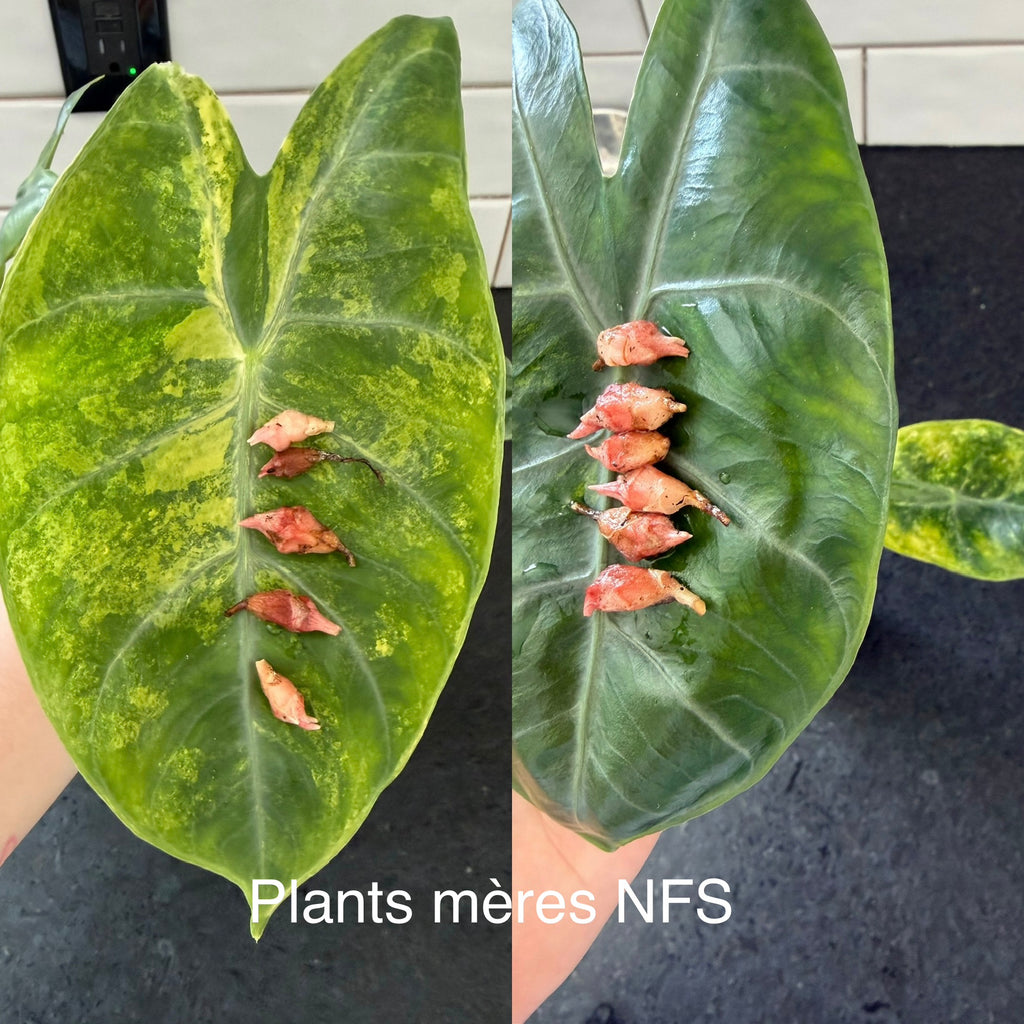 Alocasia Pink Dragon Aurea