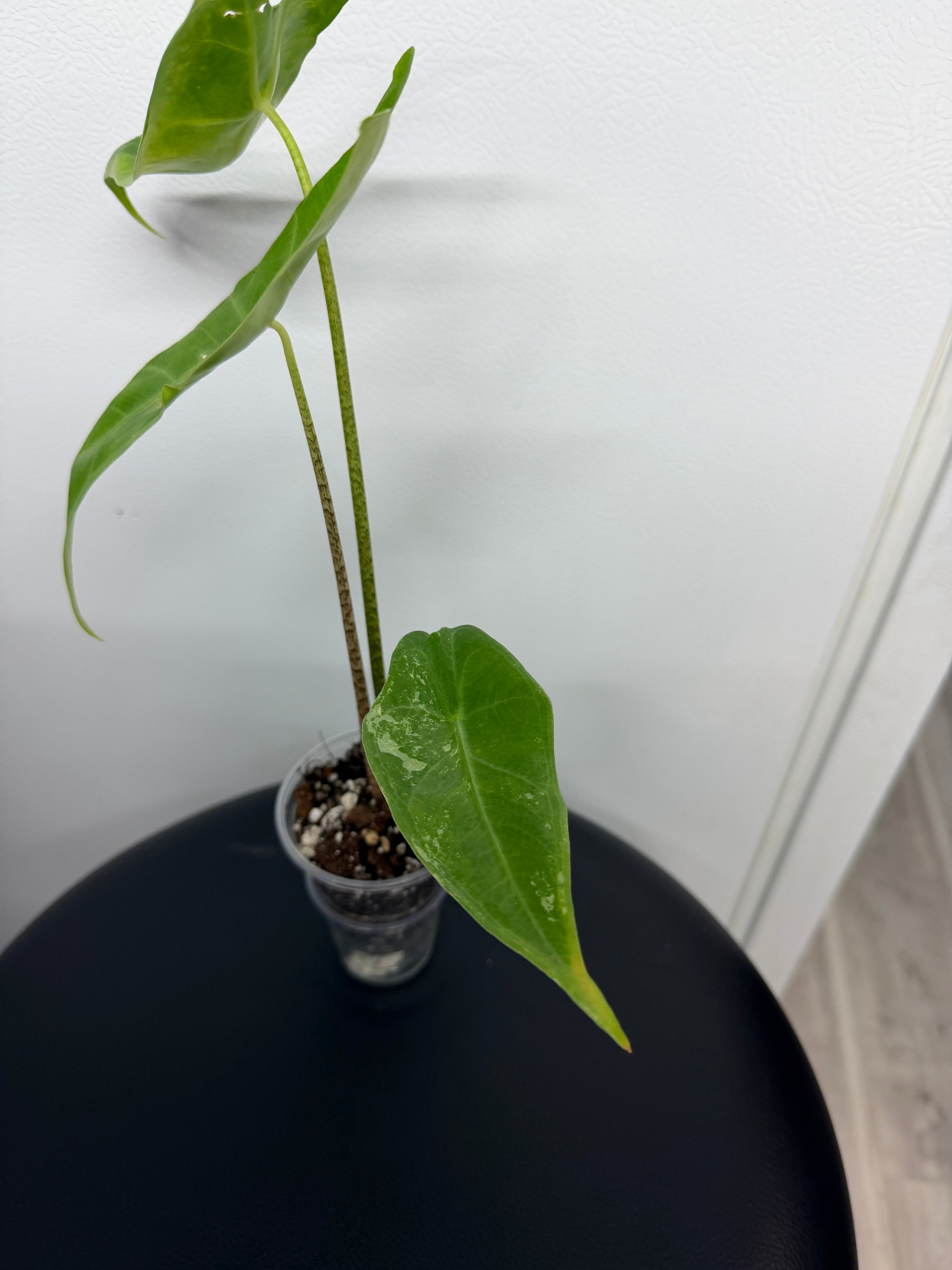Alocasia Longiloba Albo