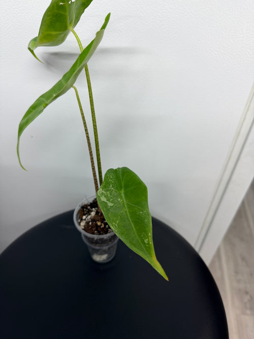 Alocasia Longiloba Albo
