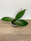 Hoya Carnosa