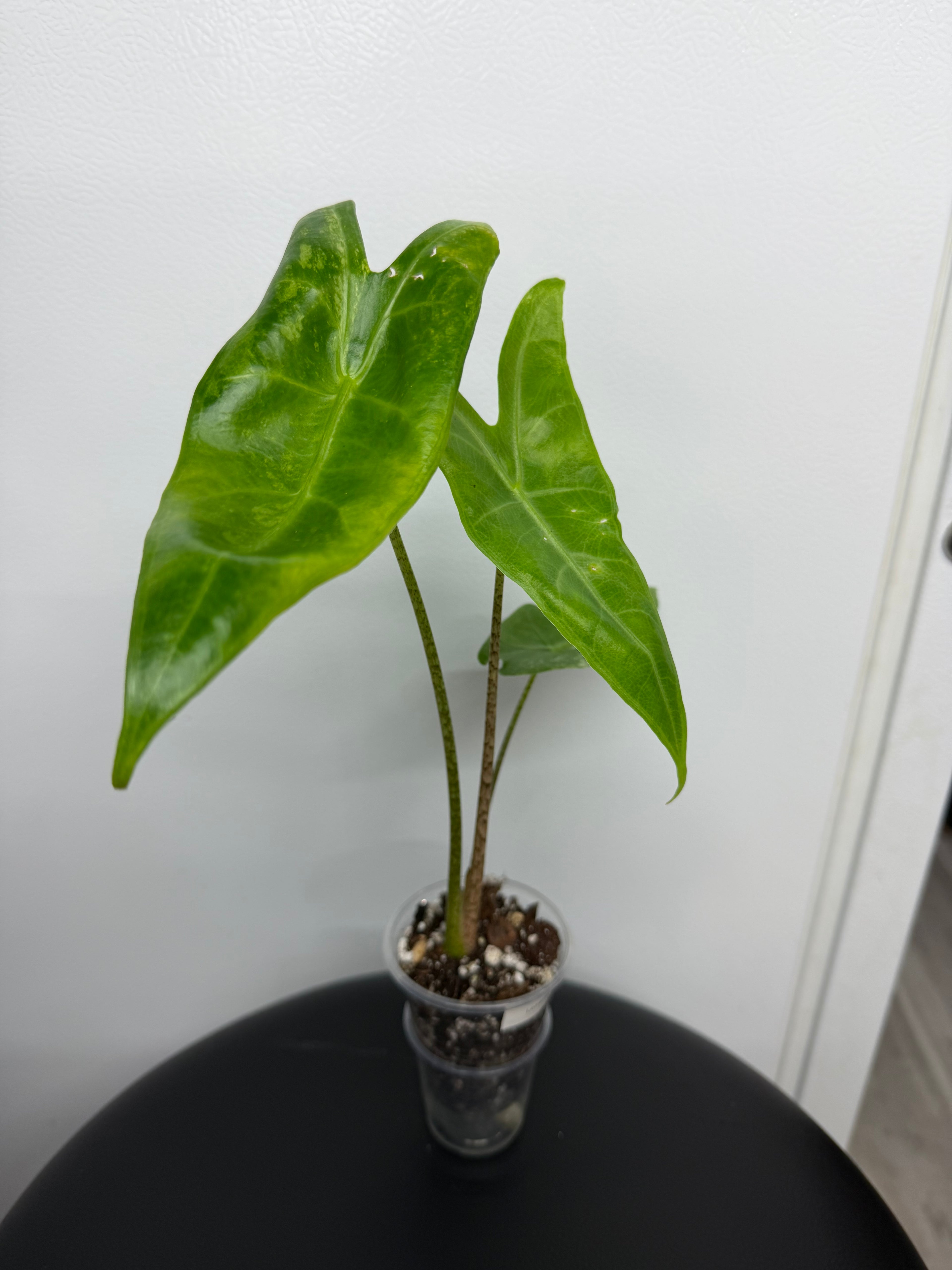 Alocasia Longiloba Albo