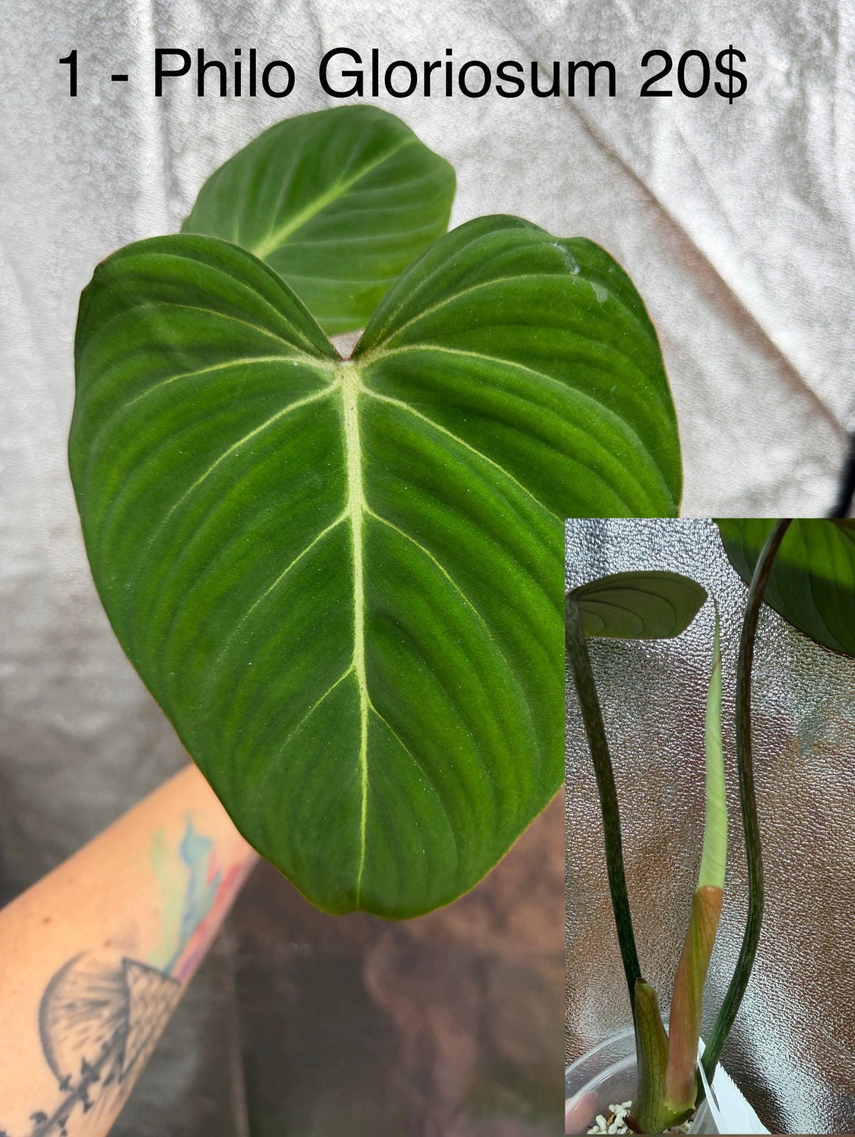 Philodendron Gloriosum