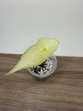 Alocasia Longiloba Albo