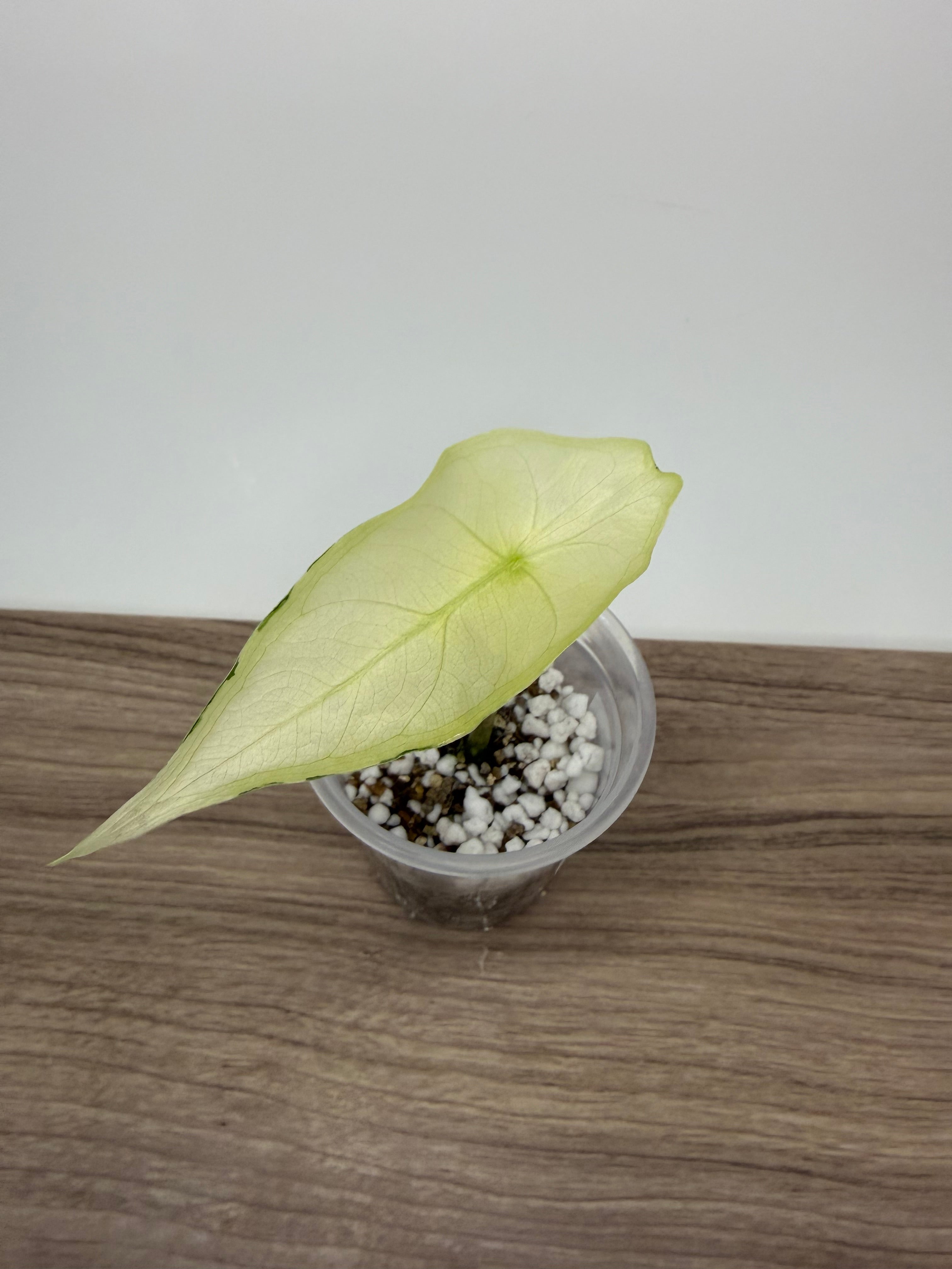 Alocasia Longiloba Albo
