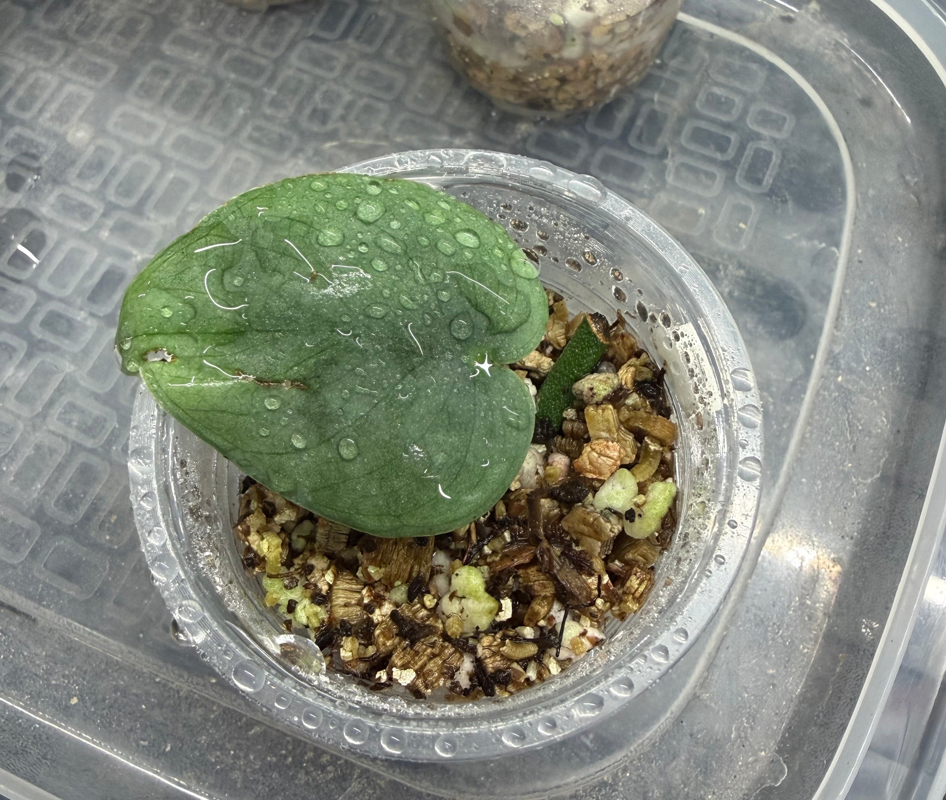 Scindapsus Platinum