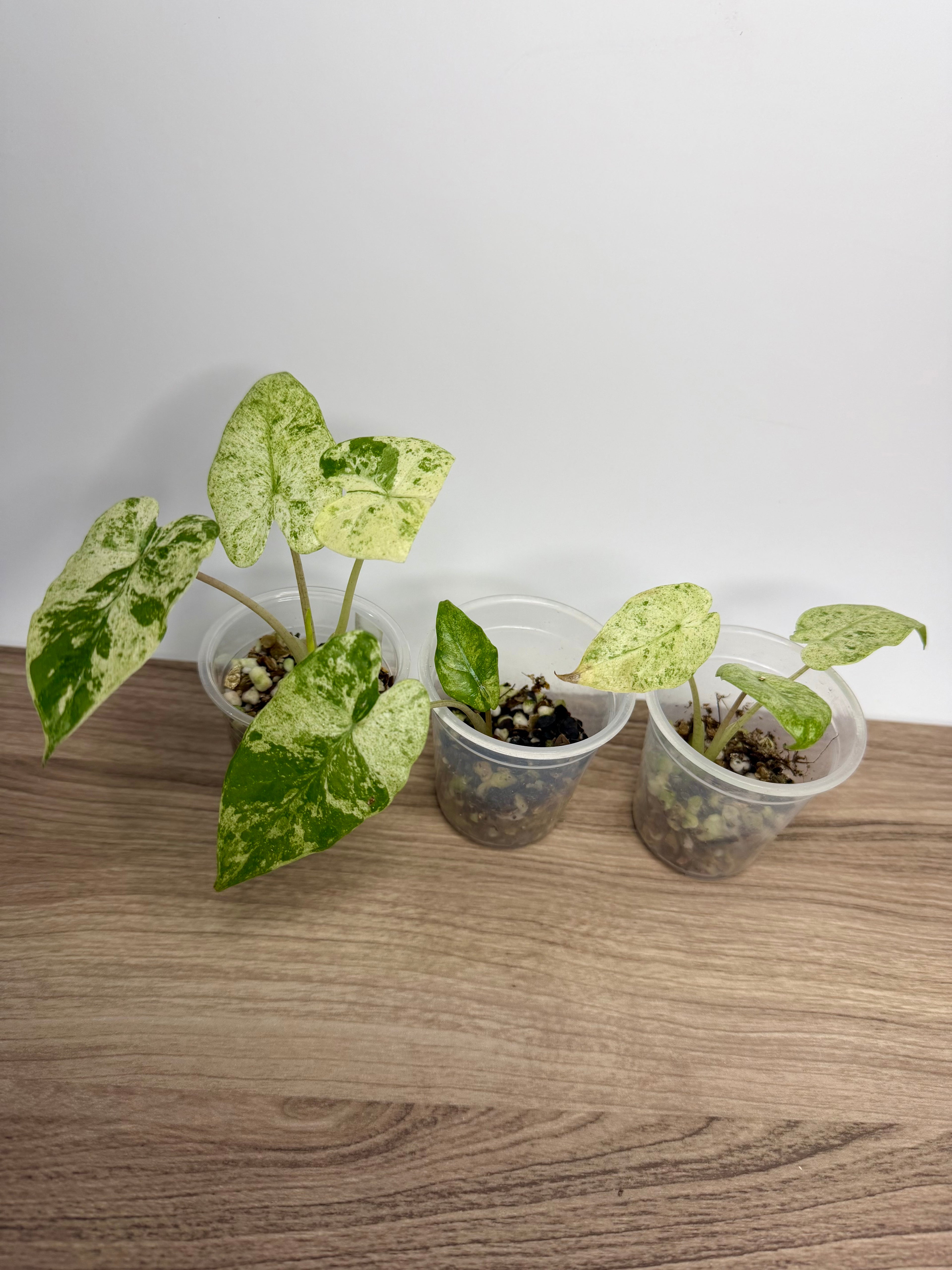 Alocasia Macrorrhiza Splash