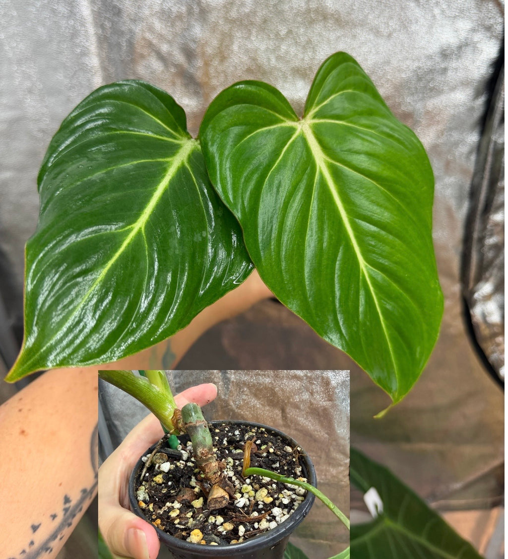 Philodendron Gloriosum
