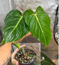 Philodendron Gloriosum