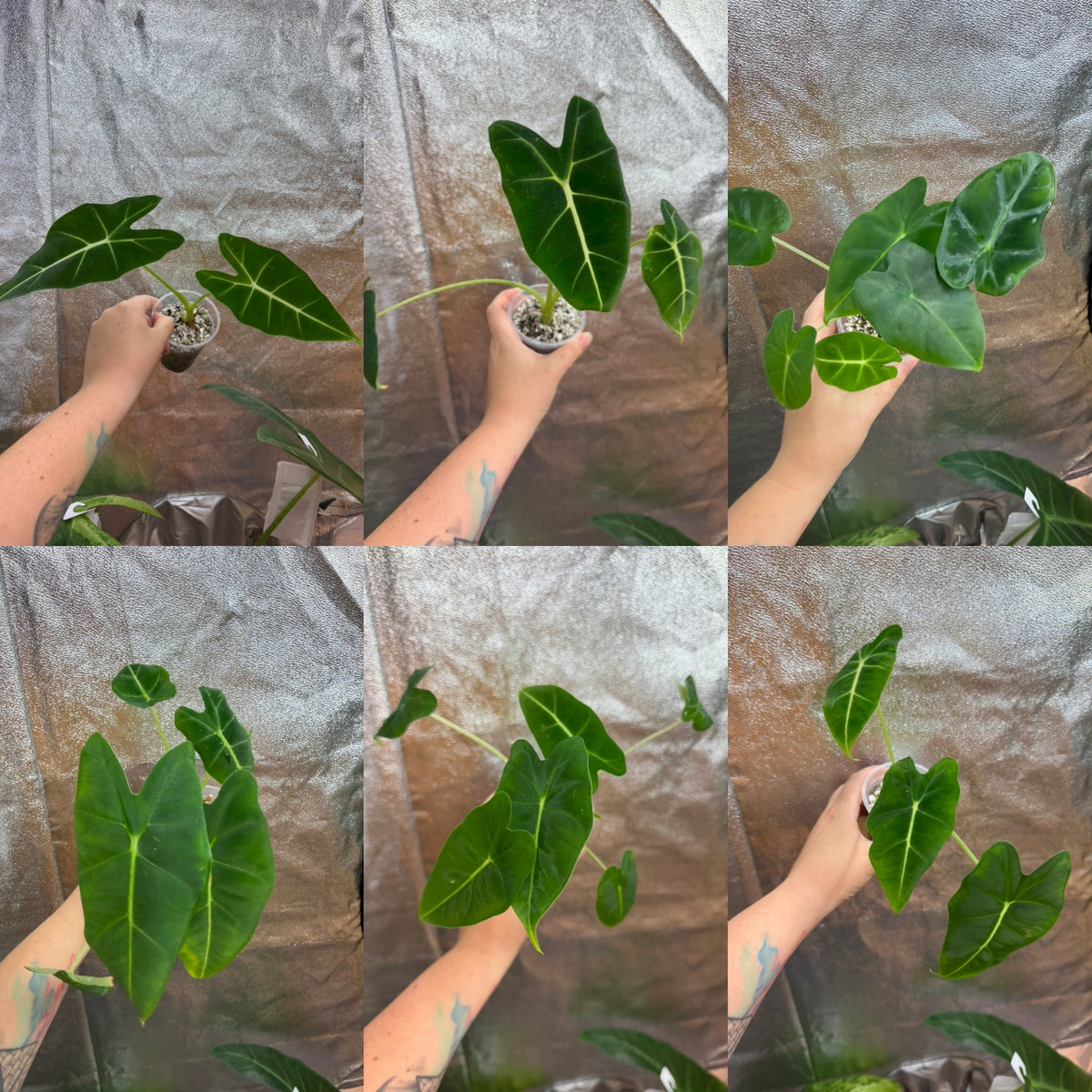 Alocasia Frydek