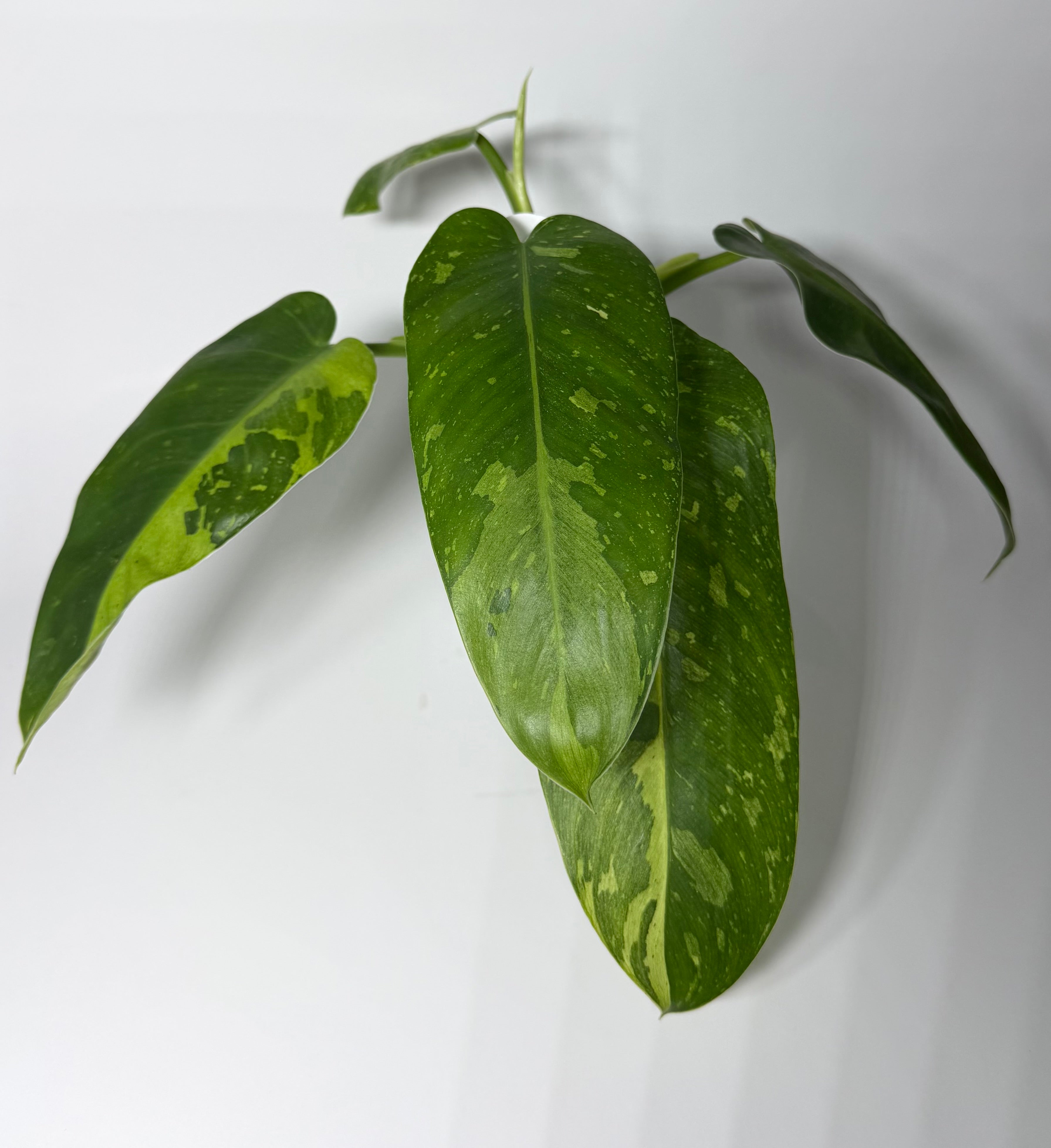 Philodendron Jose Buono Variegated