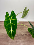 Alocasia Frydek