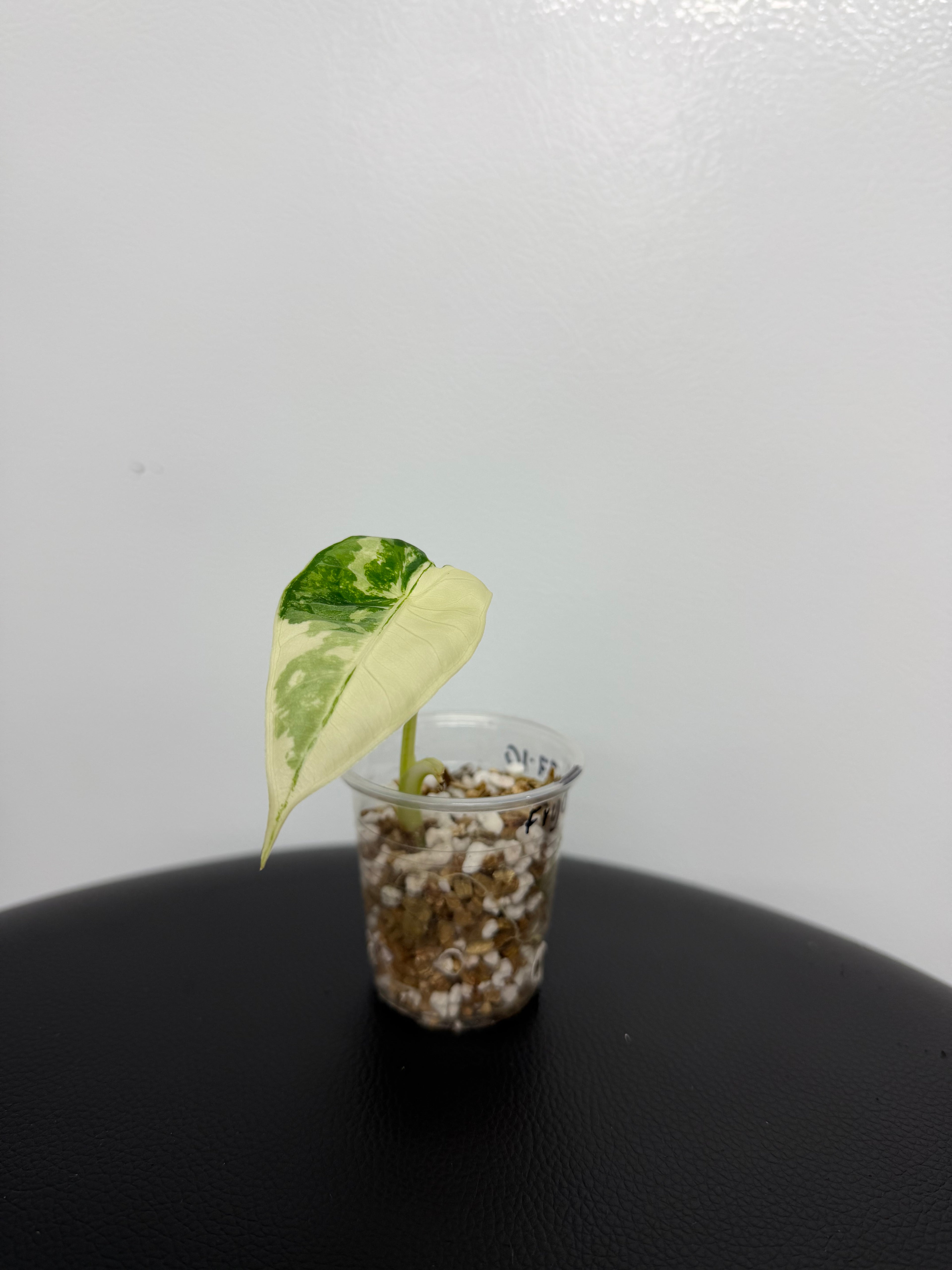 Alocasia Frydek Varigata