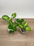 Syngonium Podophyllum "White Butterfly"