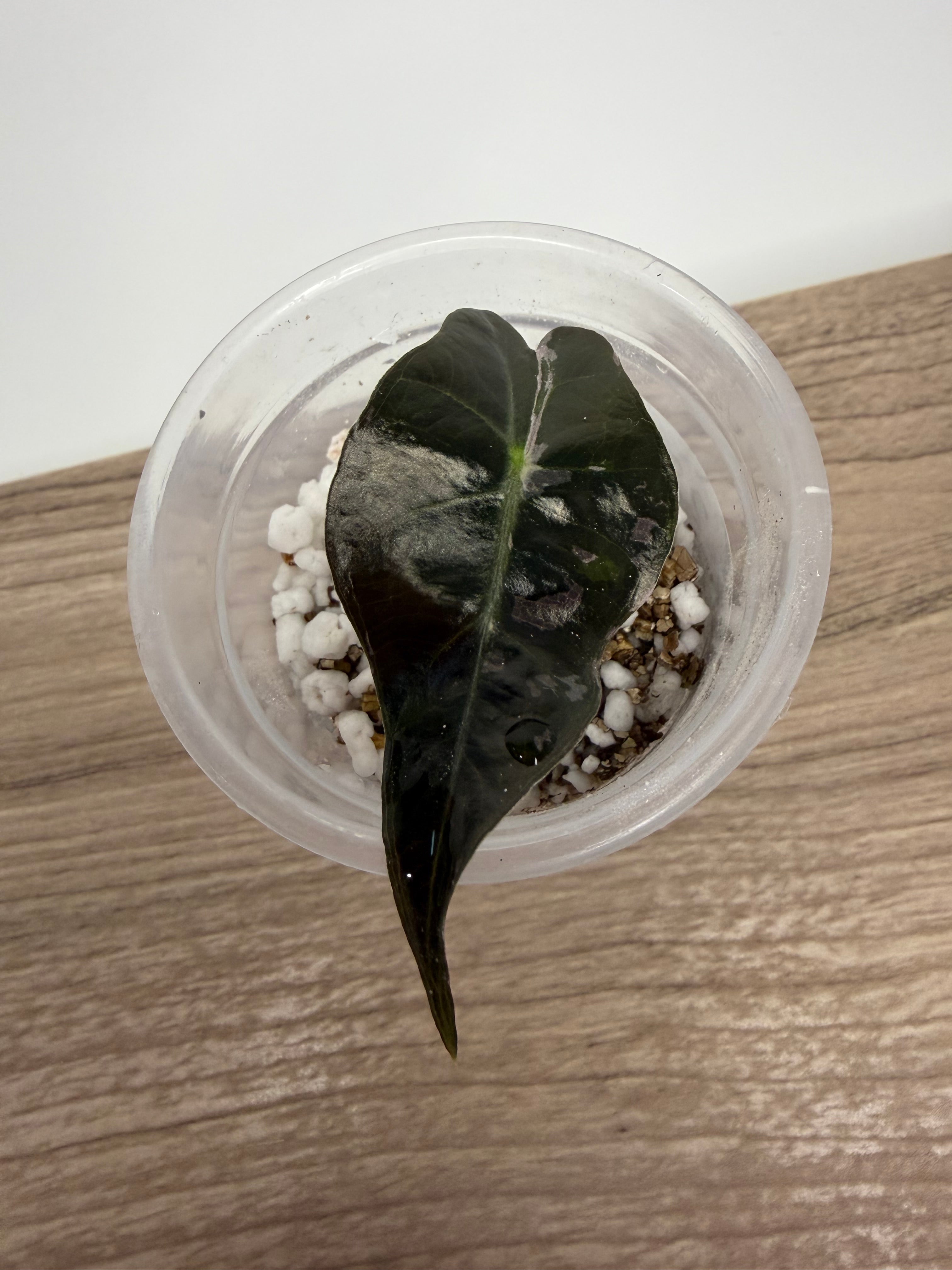 Alocasia Polly Pink