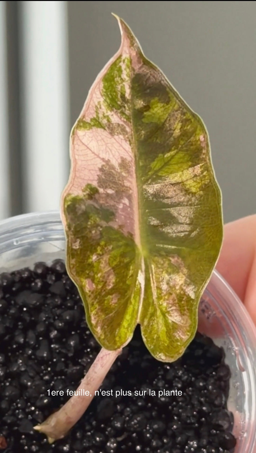 Alocasia Pseudosanderiana Pink